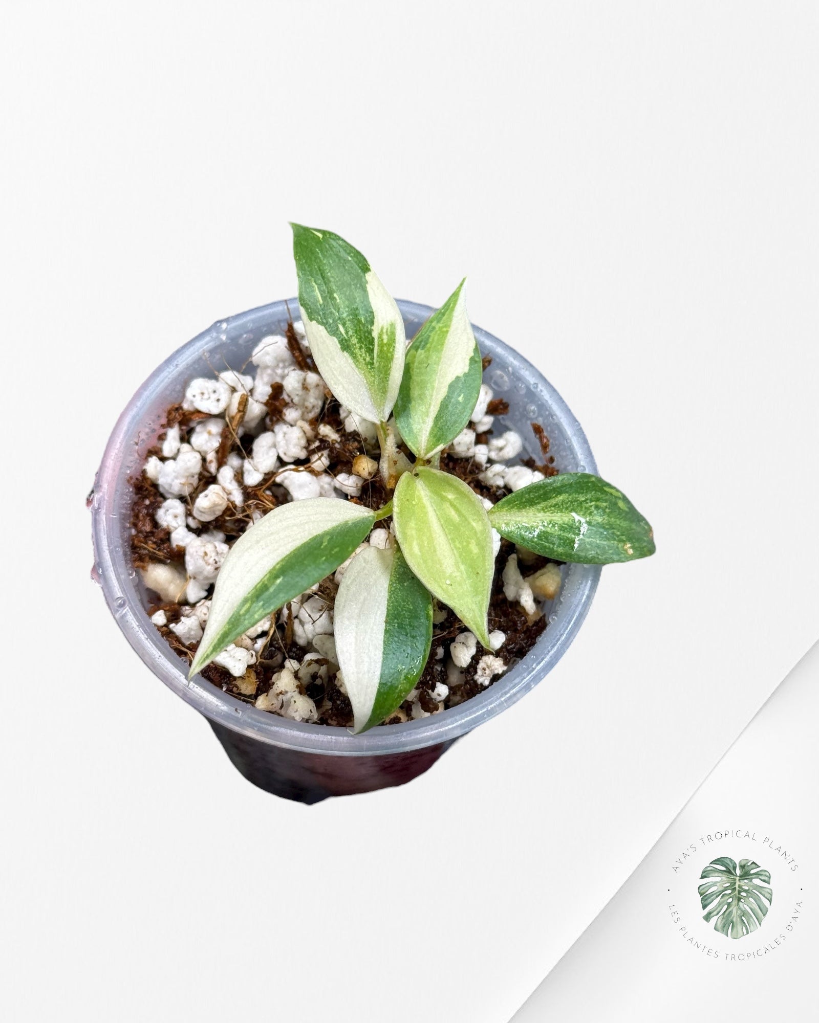 Philodendron Gloriosum Variegated| Rare Tc Plant| Aya’s Tropical Plants