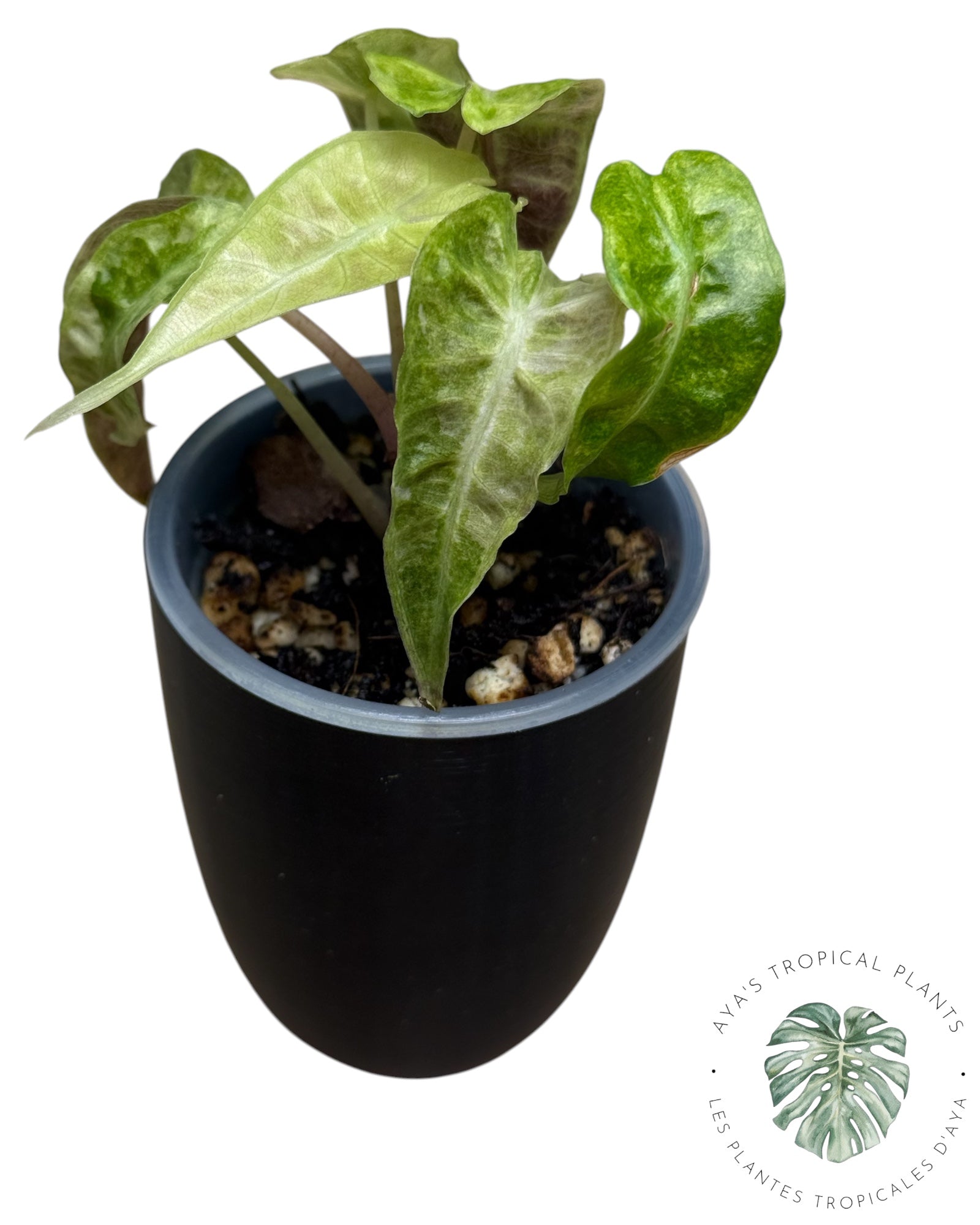 Alocasia Polly Aurea Variegated