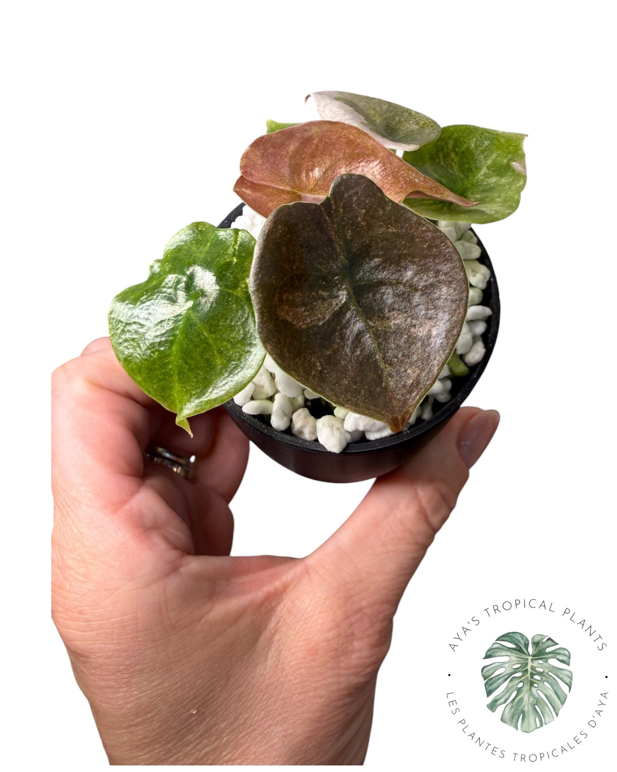 Alocasia Cuprea Pink Mint Variegated