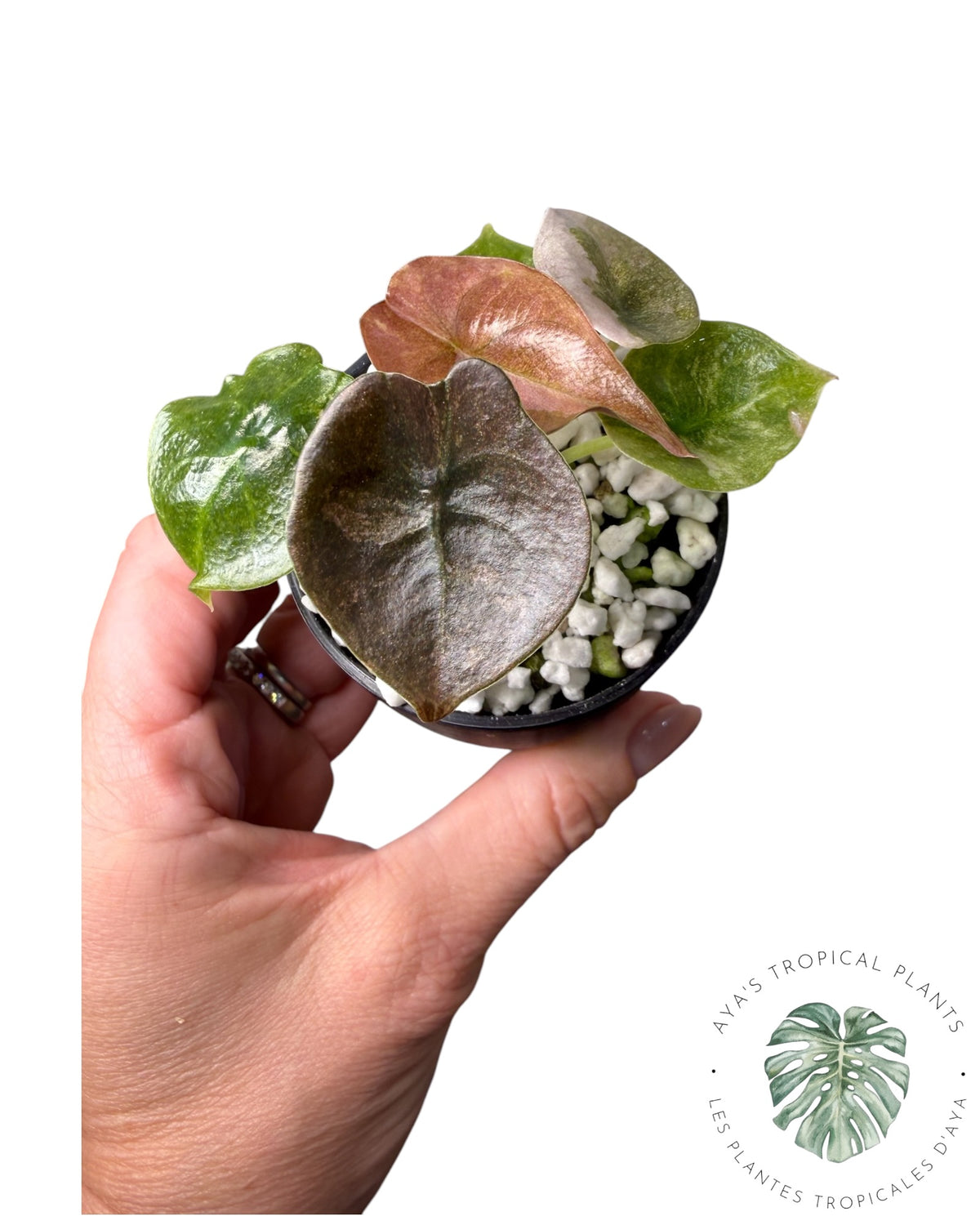 Alocasia Cuprea Pink Mint Variegated