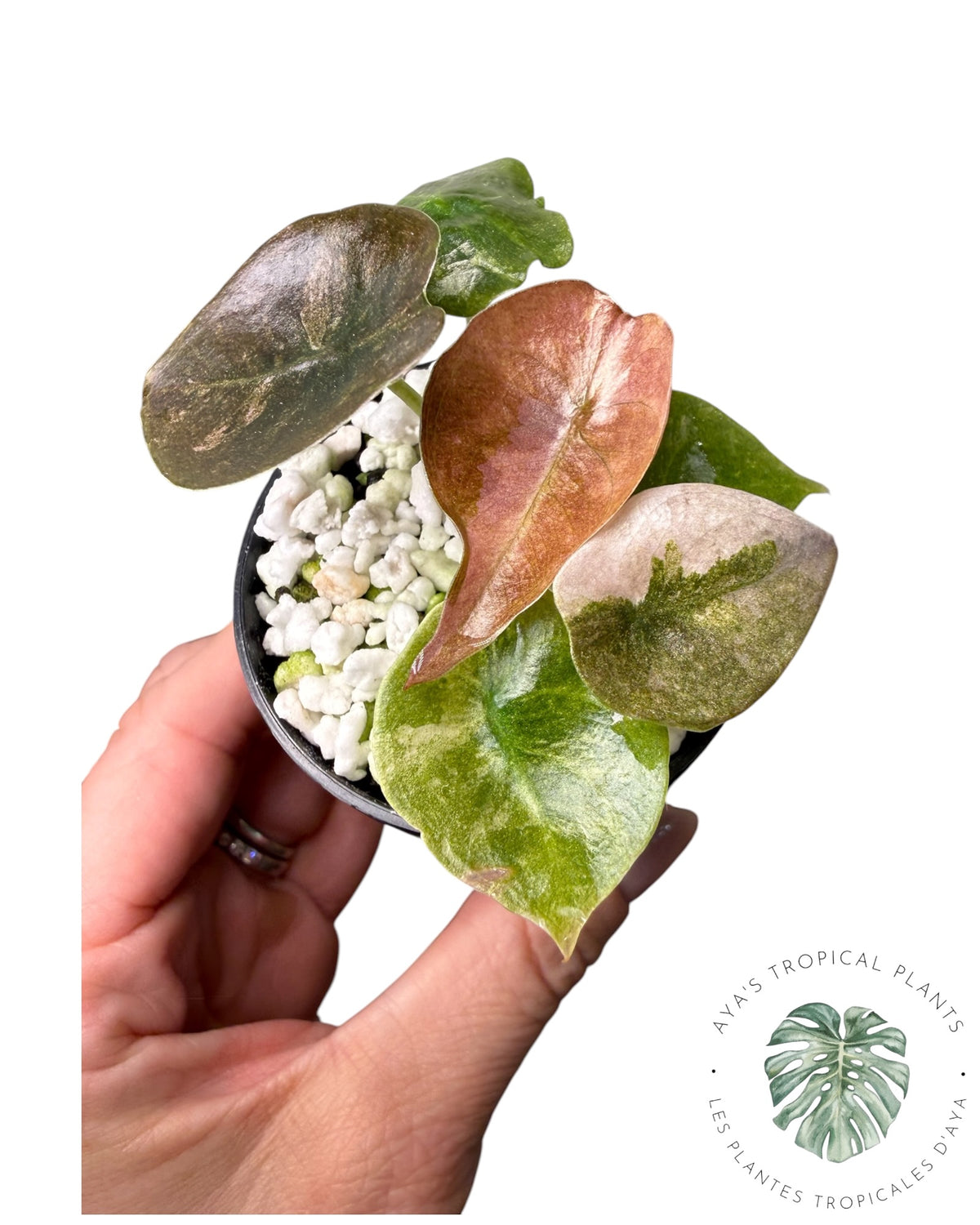 Alocasia Cuprea Pink Mint Variegated