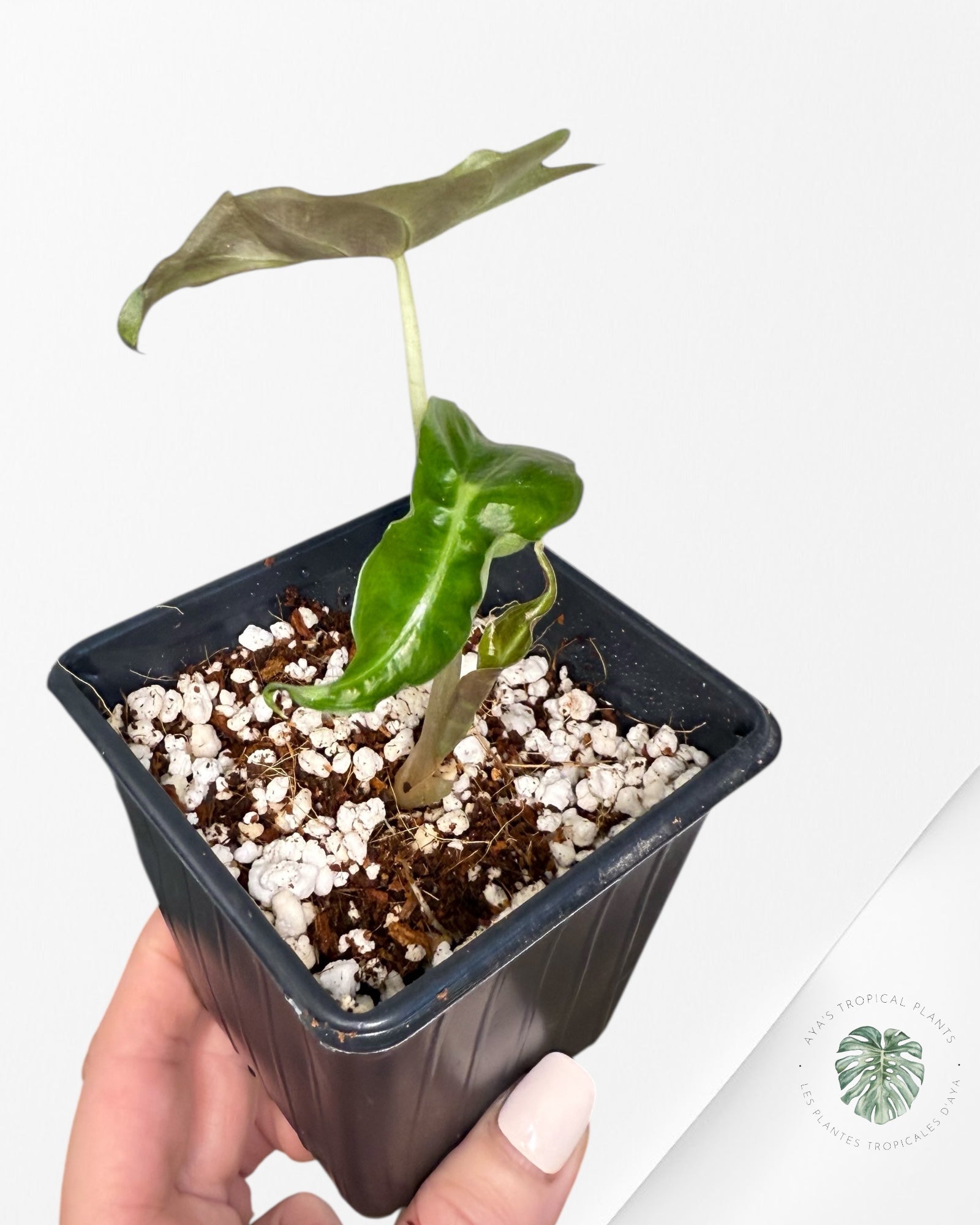 Alocasia Venom-AV1