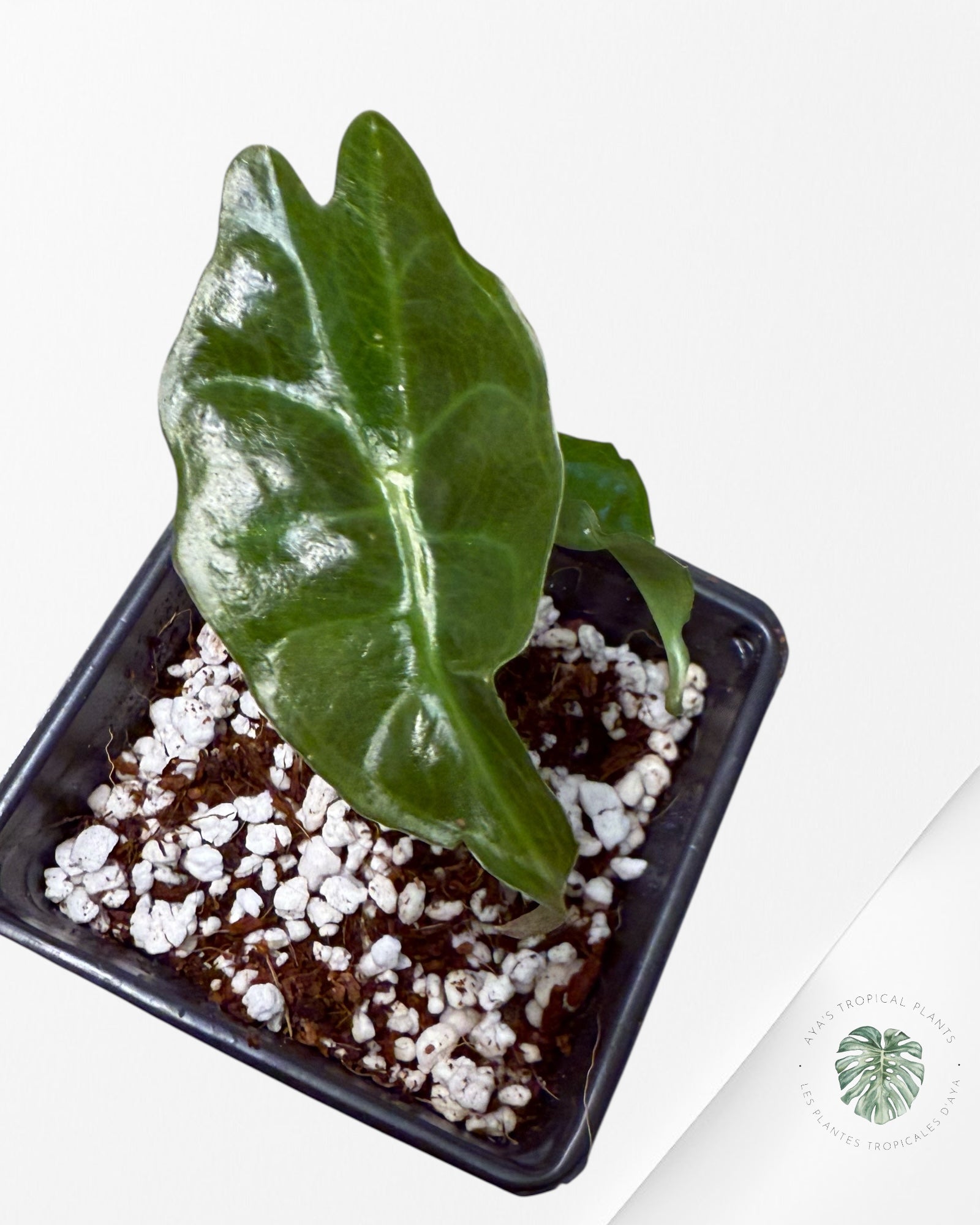 Alocasia Venom-AV1