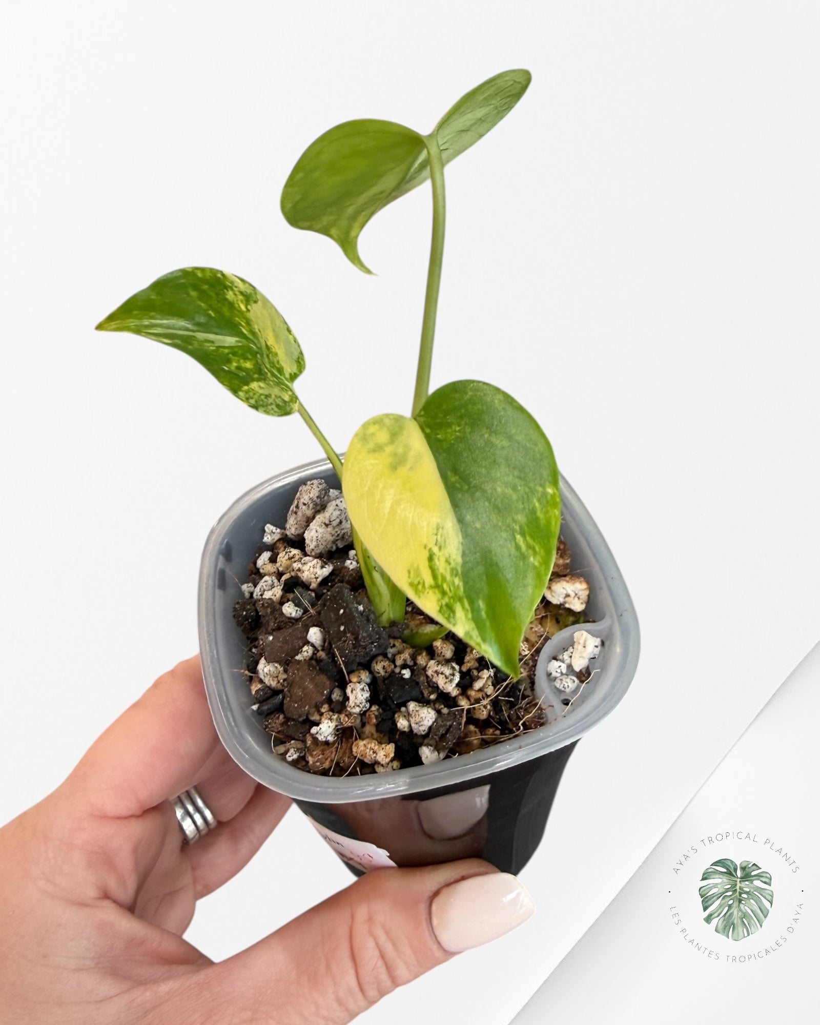 Monstera Deliciosa 'Yellow Marilyn'