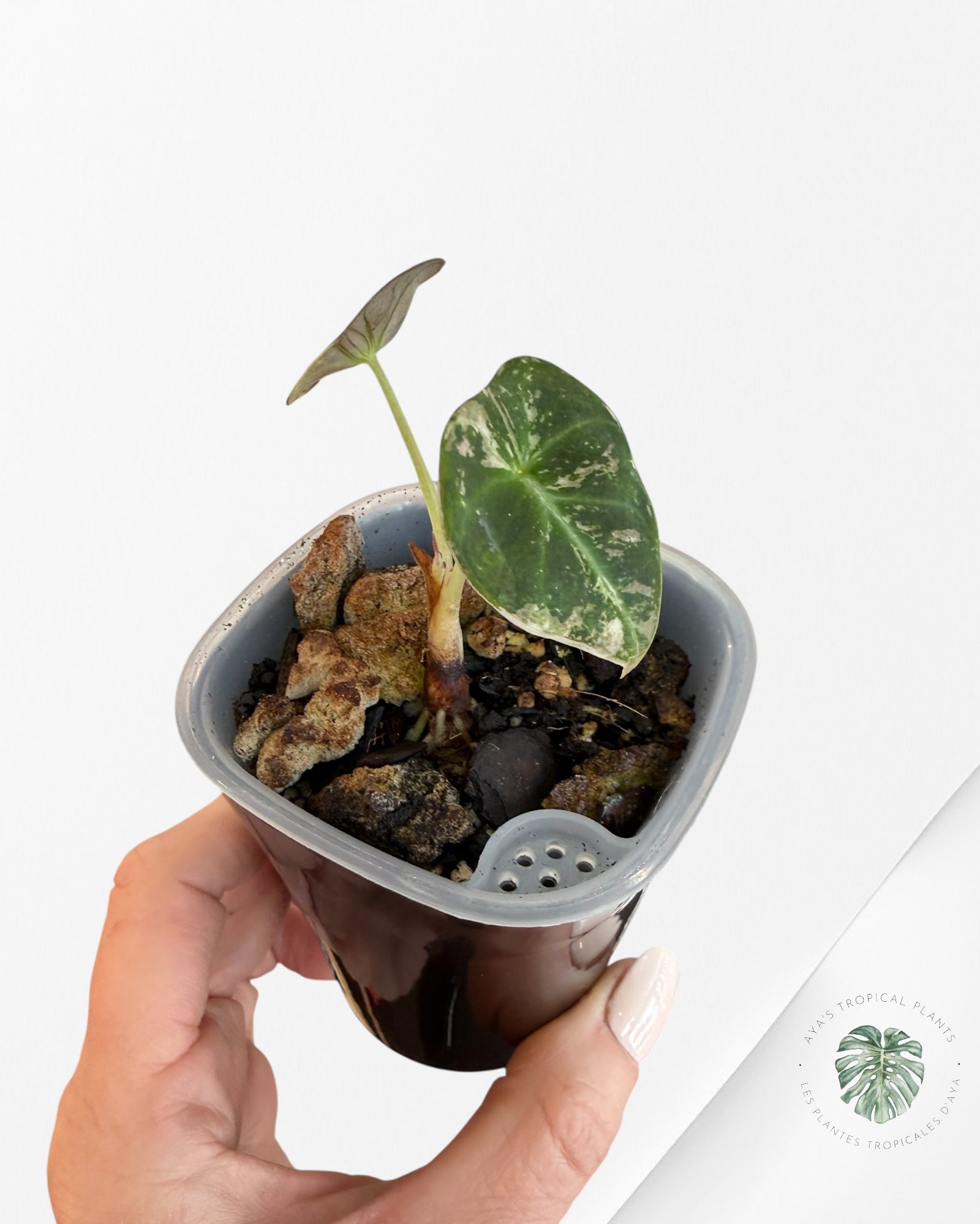 Alocasia Black Velvet Pink Variegated