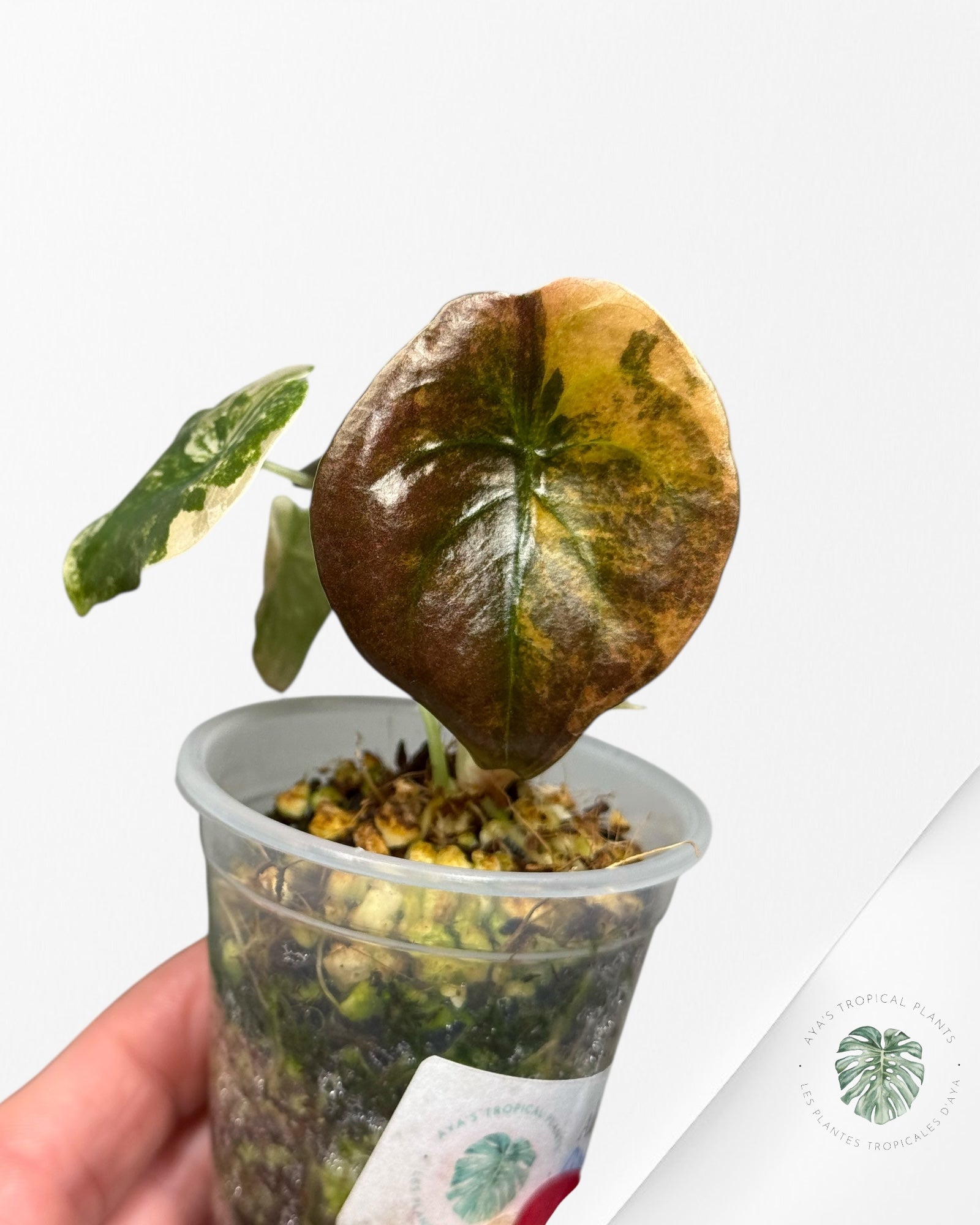 Alocasia Cuprea Golden Latte variegated | Rare TC Plant| Aya's Tropical Plants