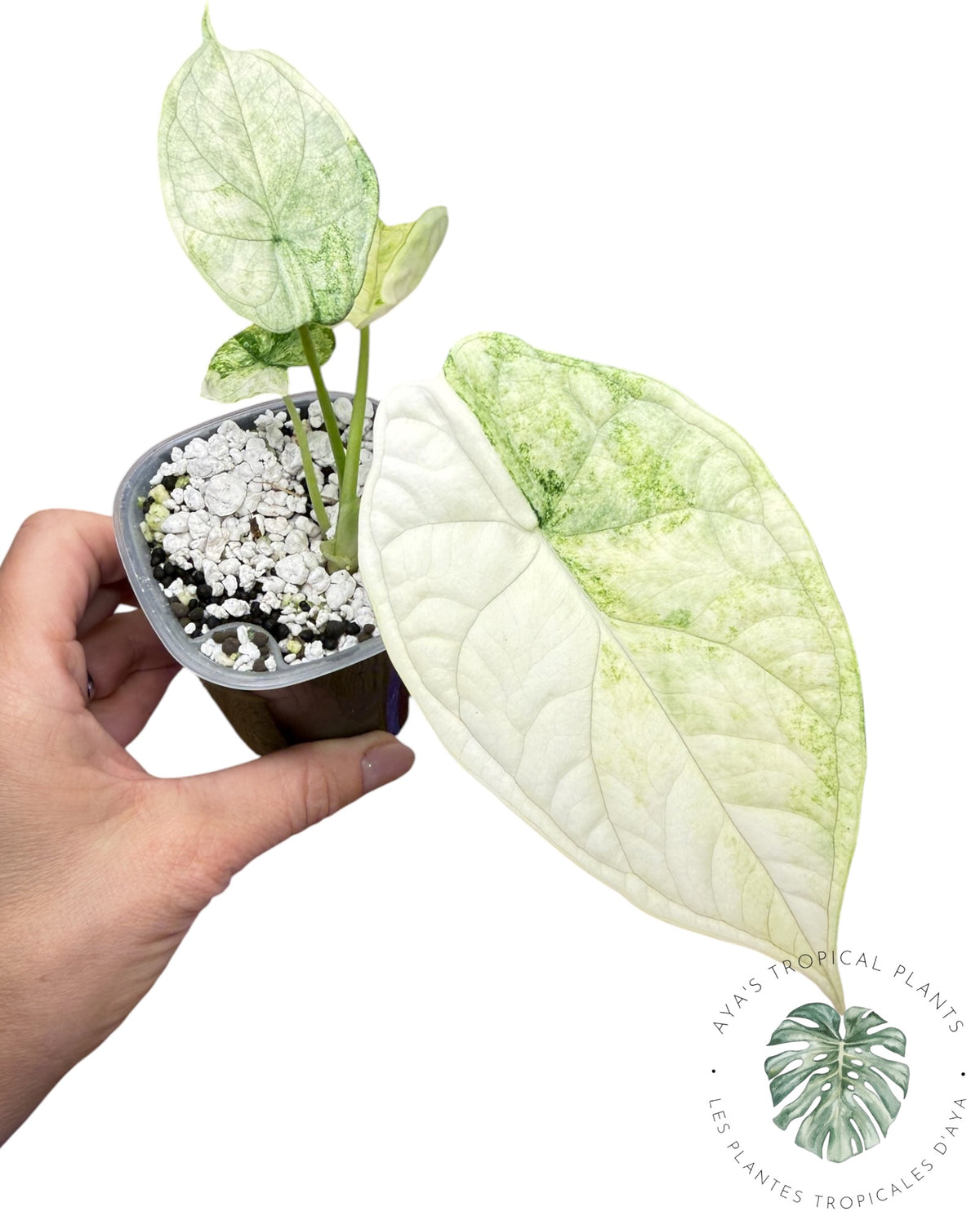 Alocasia Aegis Mint Variegated