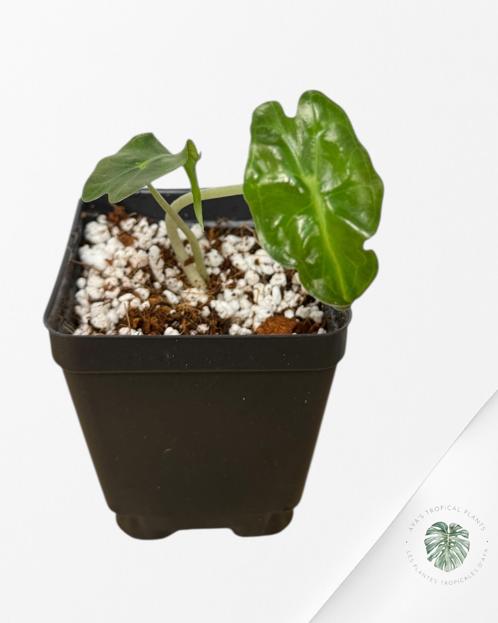 Alocasia Venom-AV3
