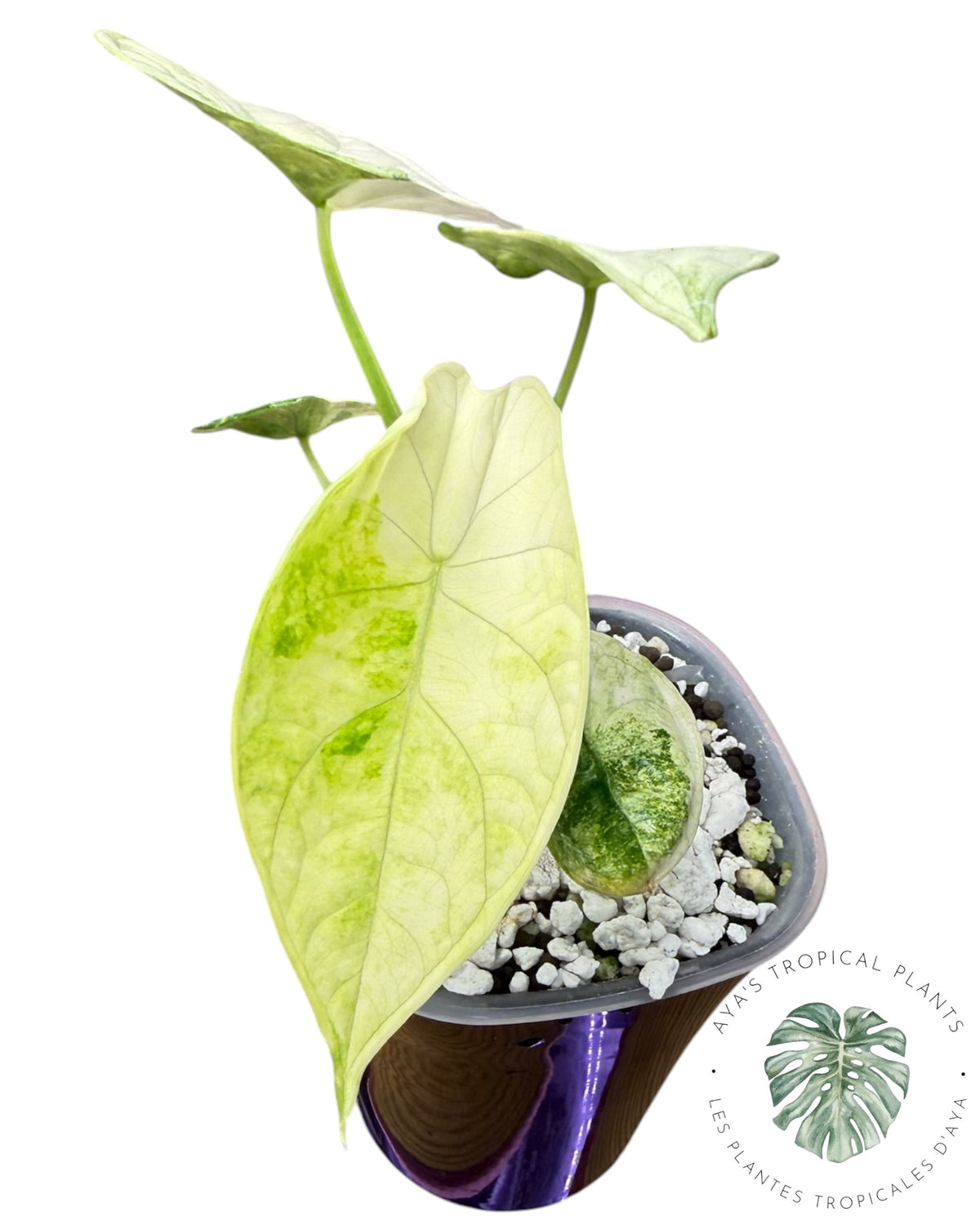 Alocasia Aegis Mint Variegated