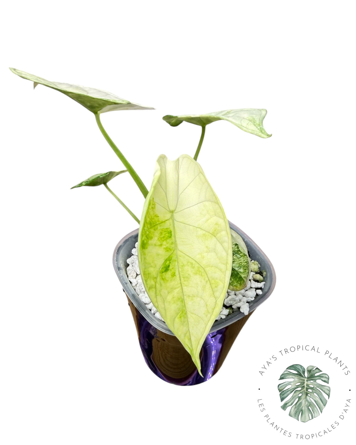 Alocasia Aegis Mint Variegated