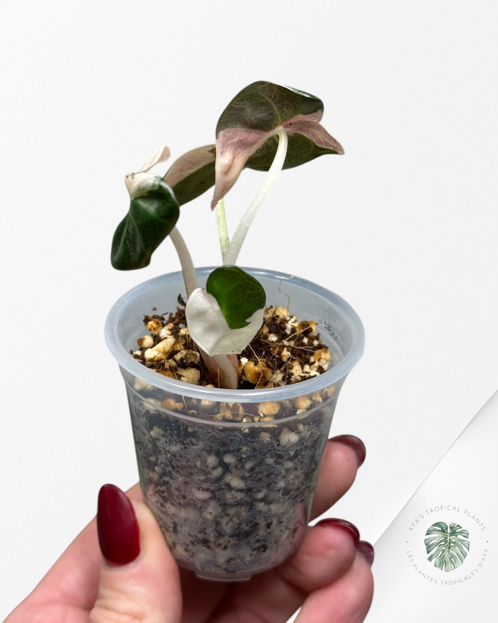 Alocasia Heart Balloon Pink variegated| Rare TC Plant| Aya's Tropical Plants