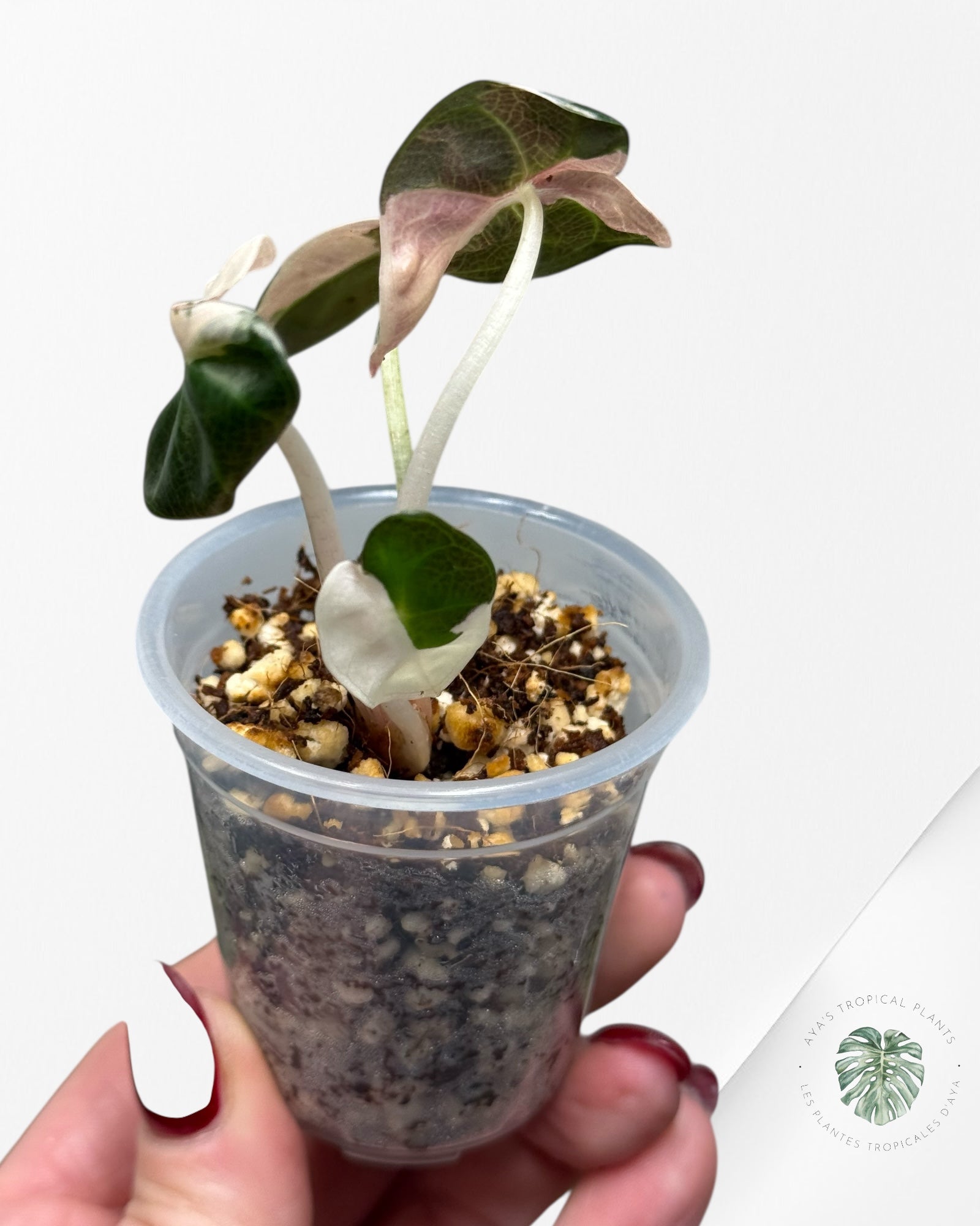 Alocasia Heart Balloon Pink variegated| Rare TC Plant| Aya's Tropical Plants