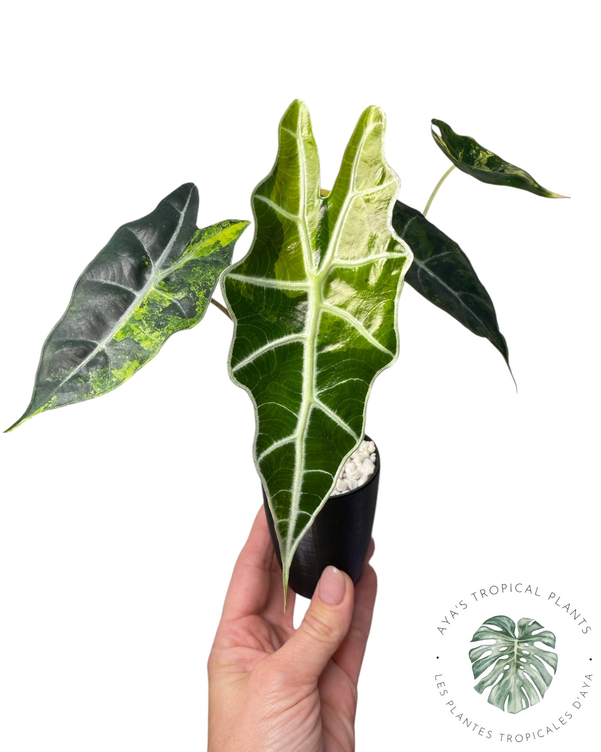 Alocasia Sanderiana ‘Bull’ Aurea Variégata
