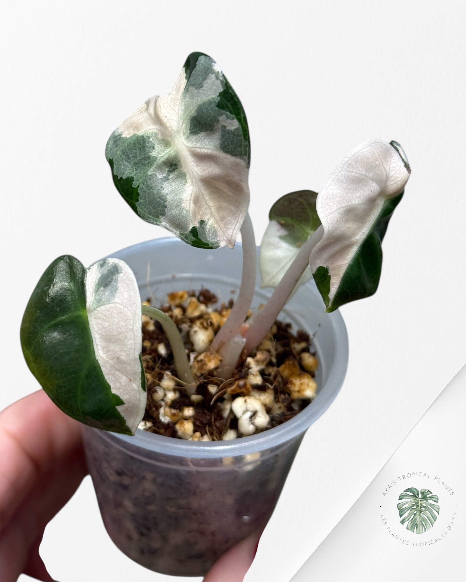 Alocasia Heart Balloon Pink variegated| Rare TC Plant| Aya's Tropical Plants