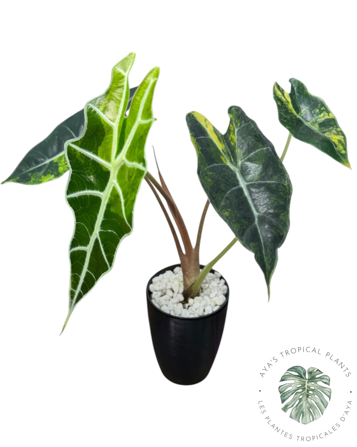 Alocasia Sanderiana ‘Bull’ Aurea Variégata