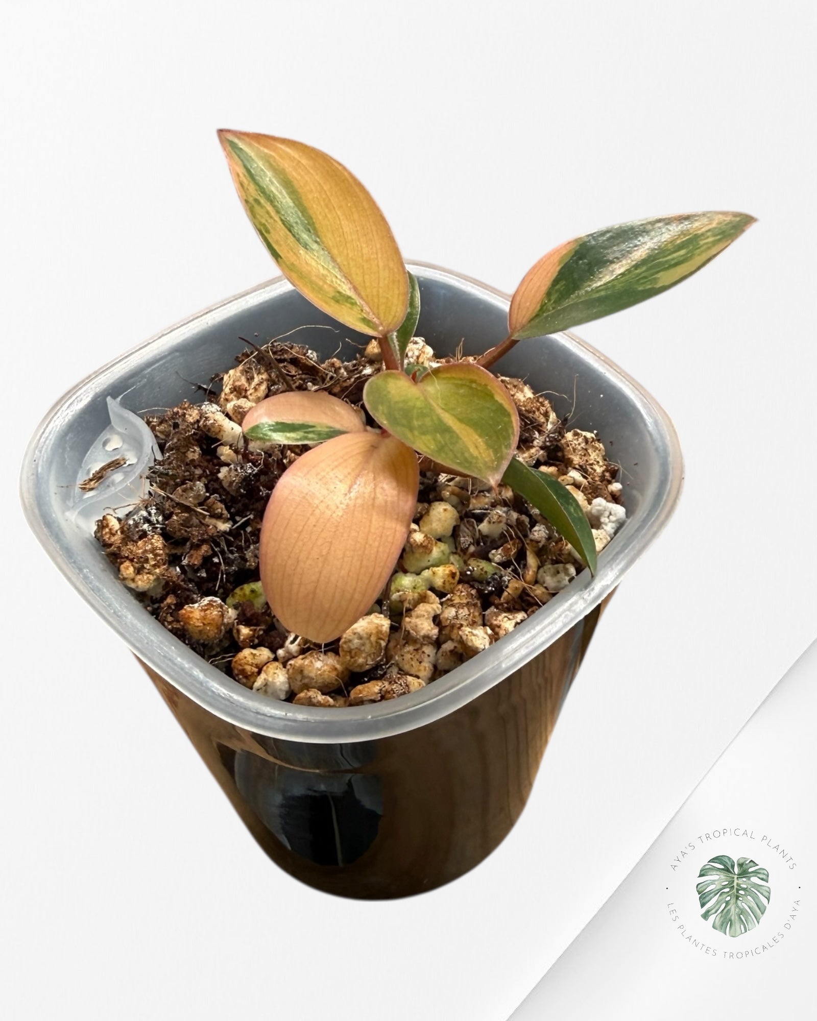 Philodendron Red Congo Variegated