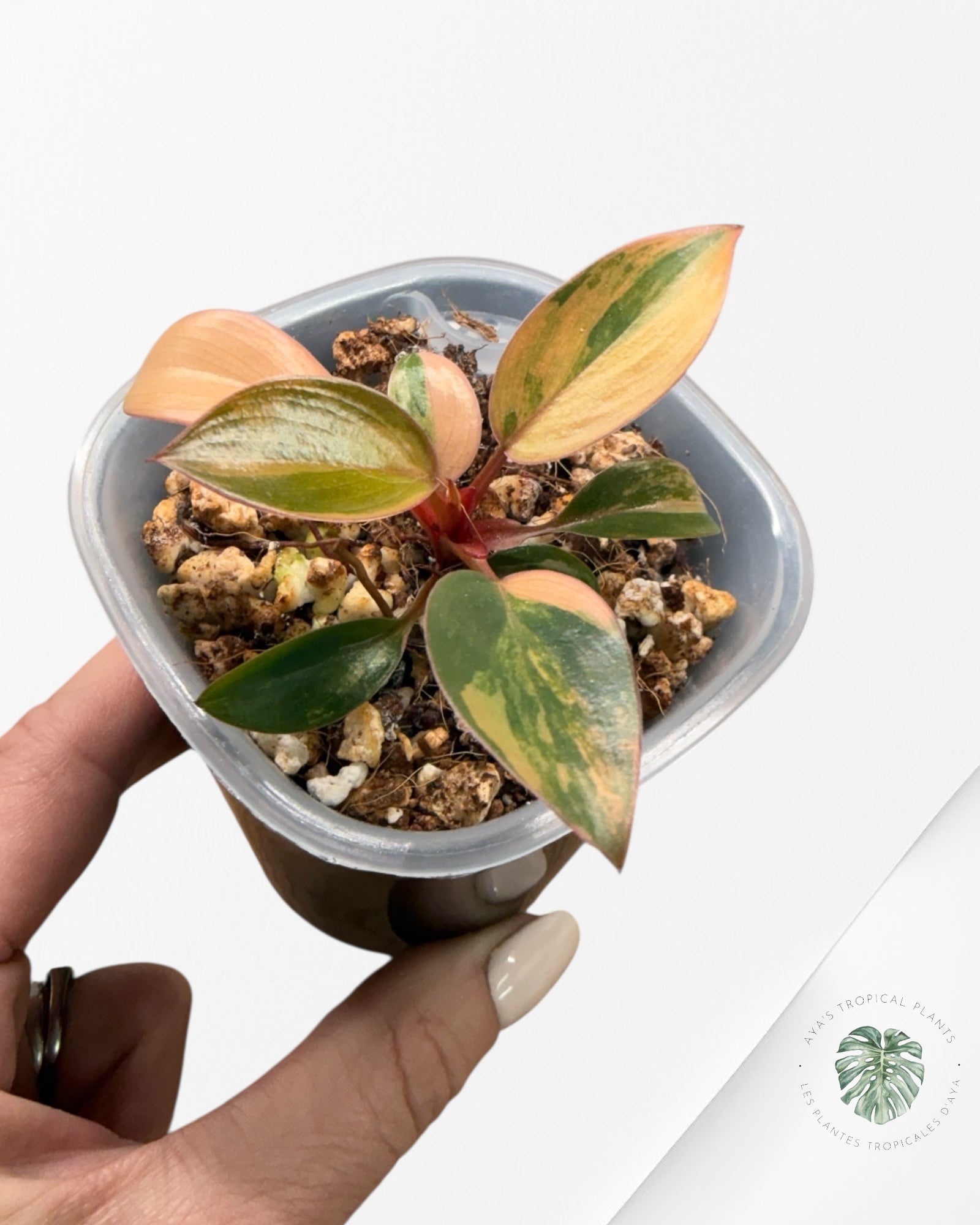 Philodendron Red Congo Variegated