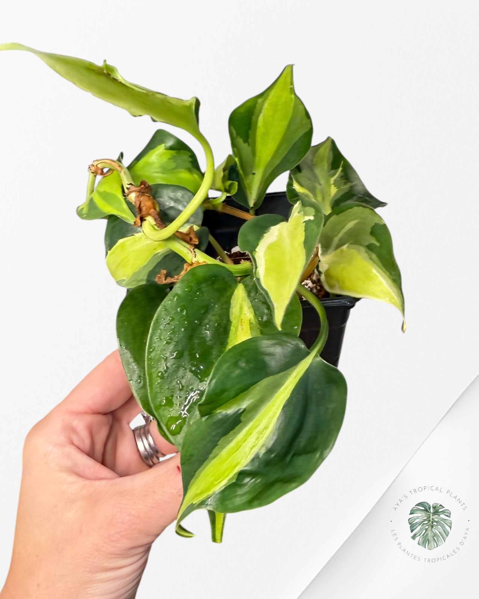 Philodendron hederaceum 'Cream Splash' - F4