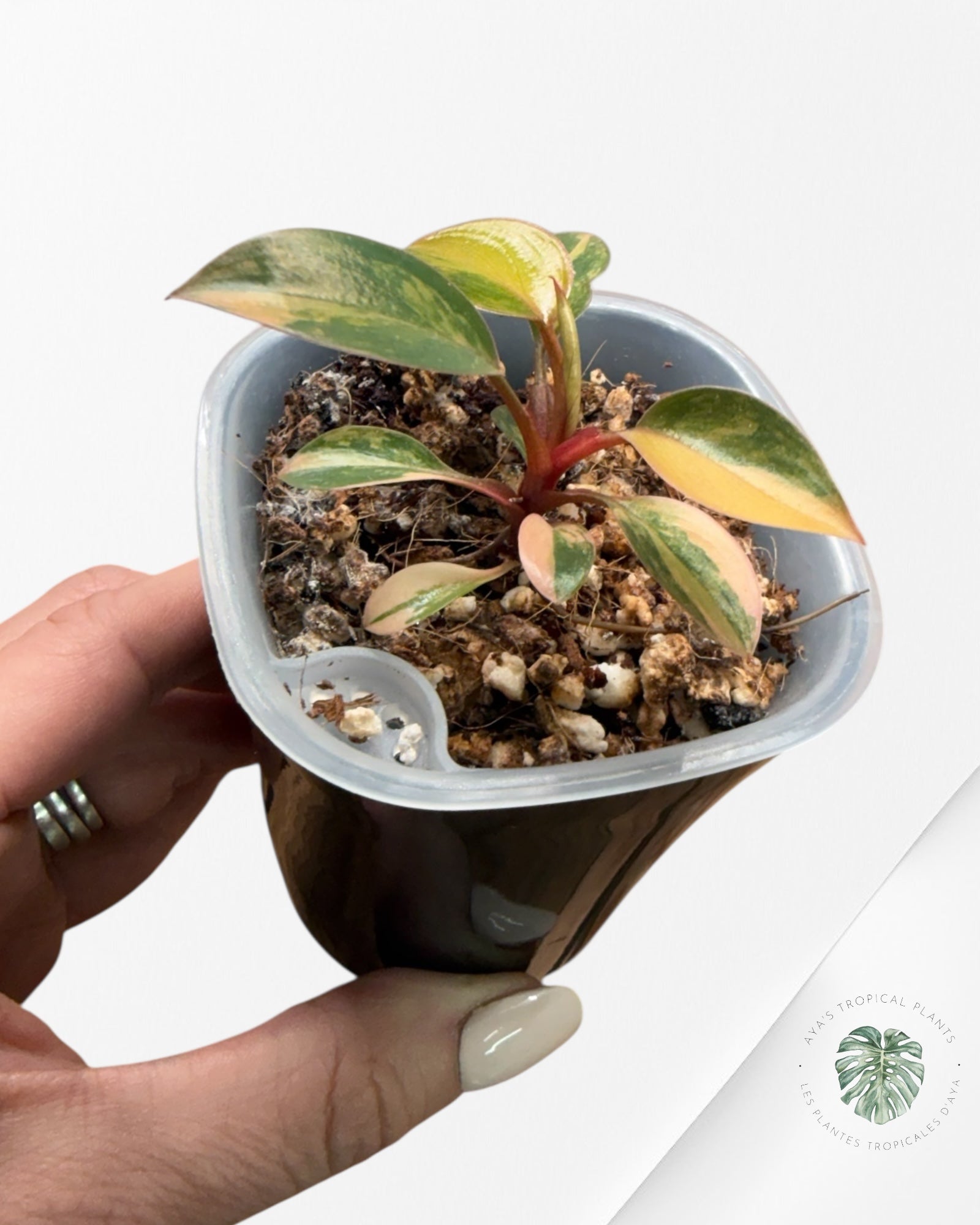 Philodendron Red Congo Variegated