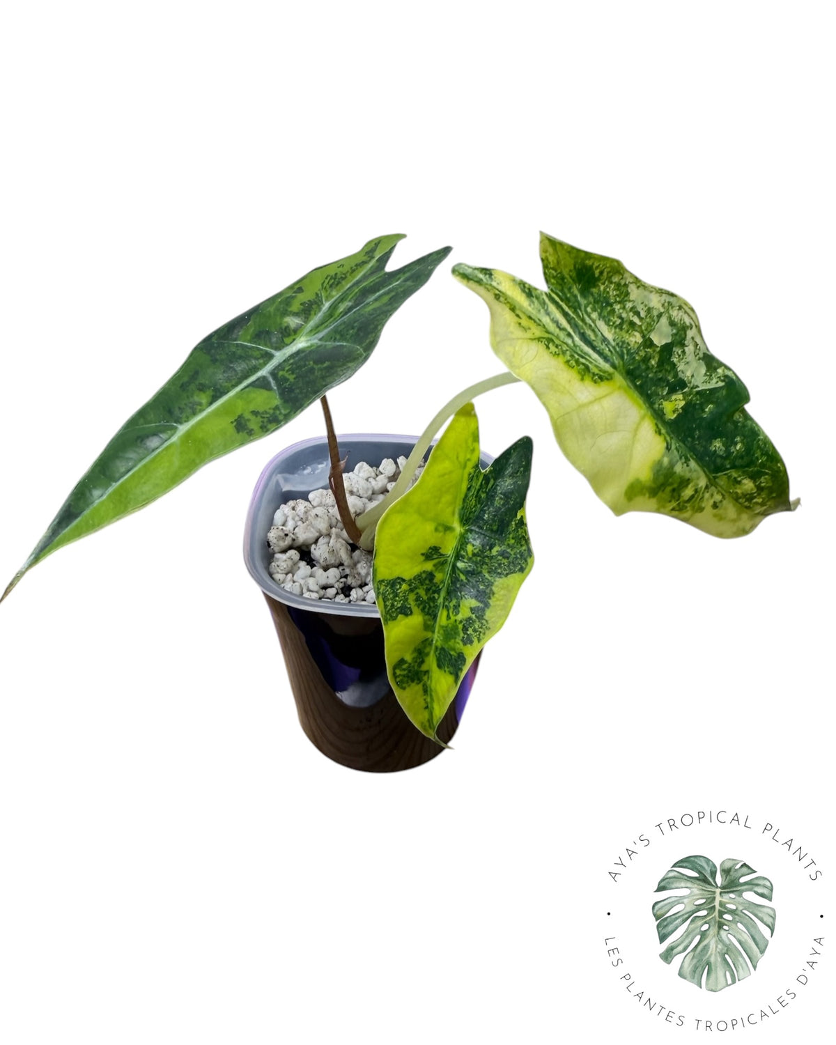 Alocasia Sanderiana ‘Bull’ Aurea Variegated