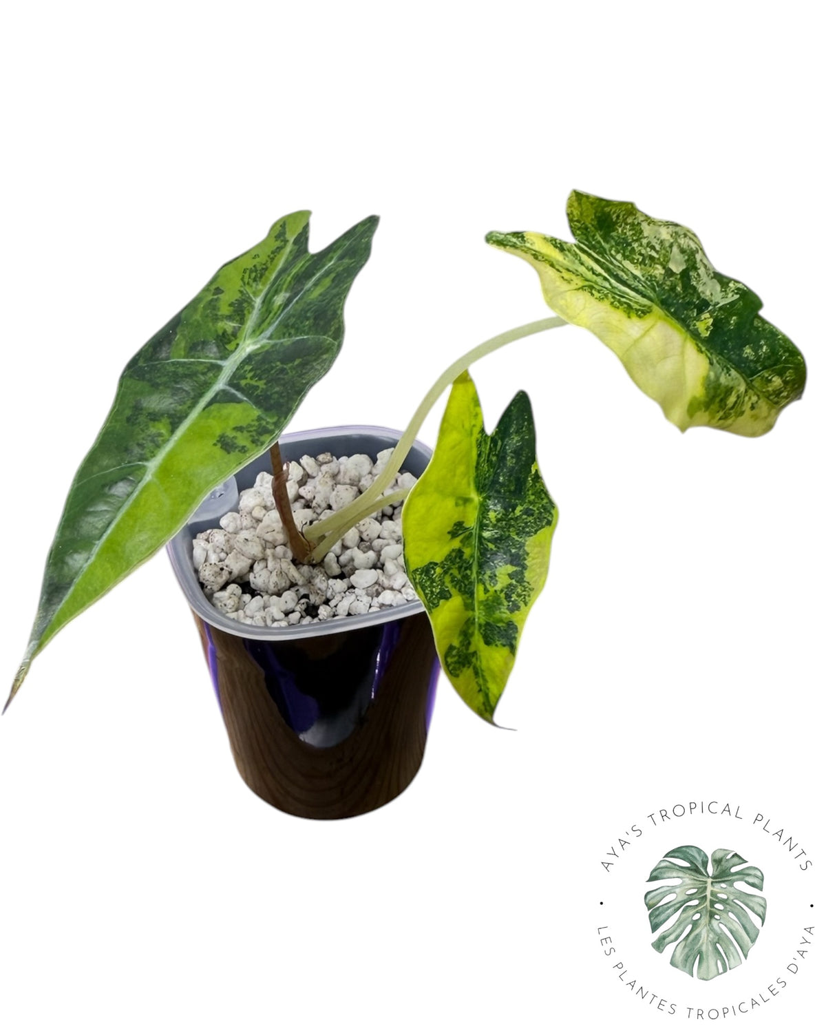 Alocasia Sanderiana ‘Bull’ Aurea Variegated