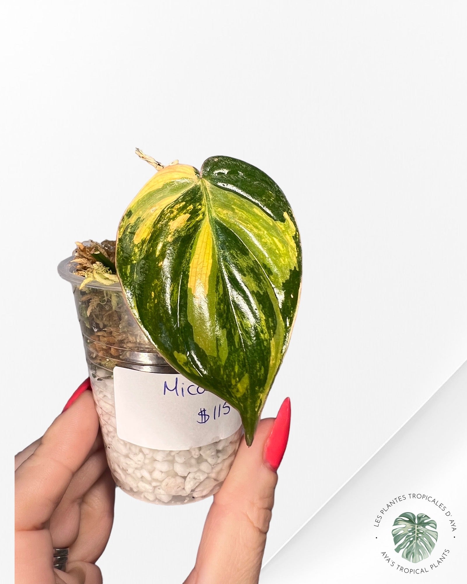 Philodendron Micans Variagated-40