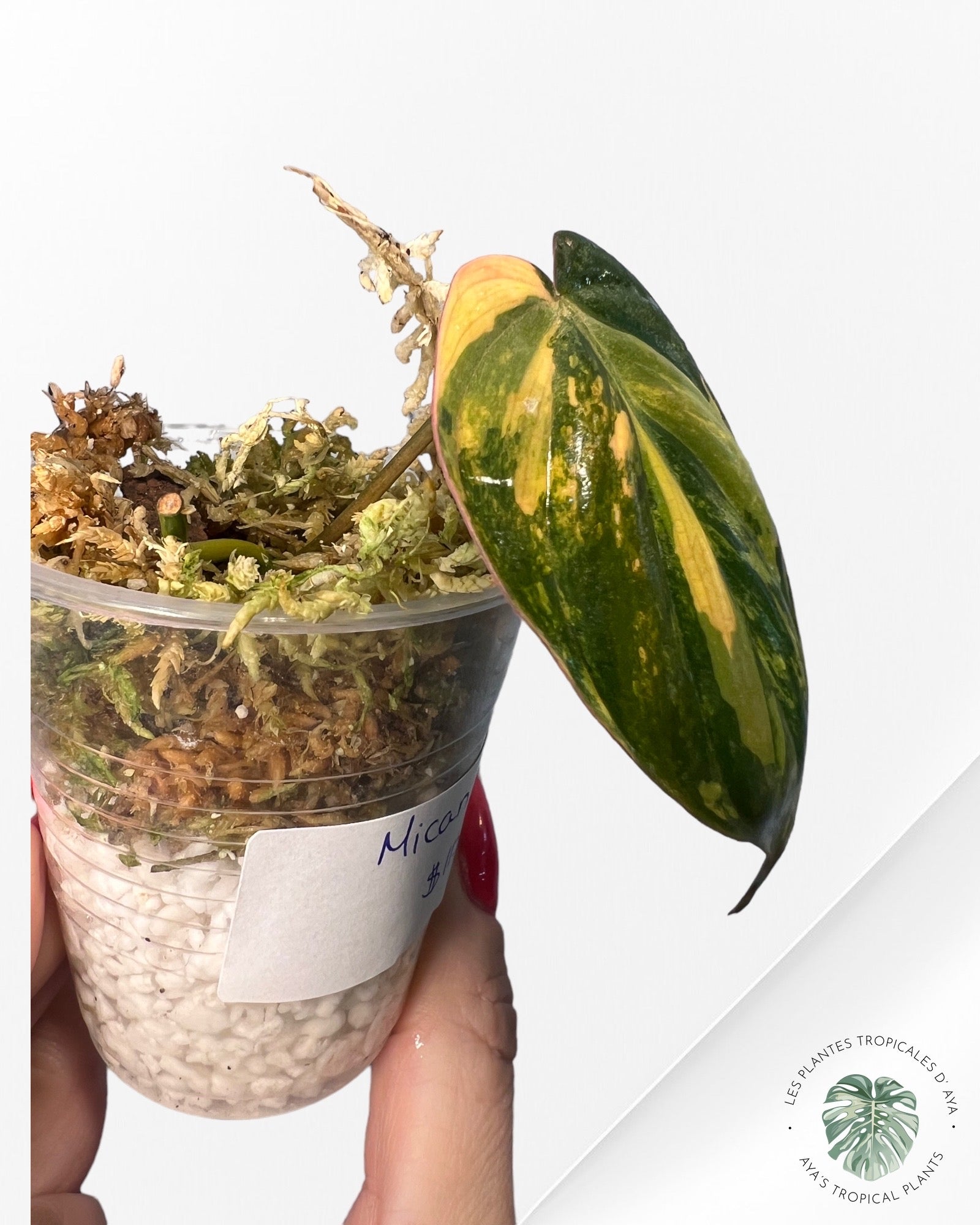 Philodendron Micans Variagated-40
