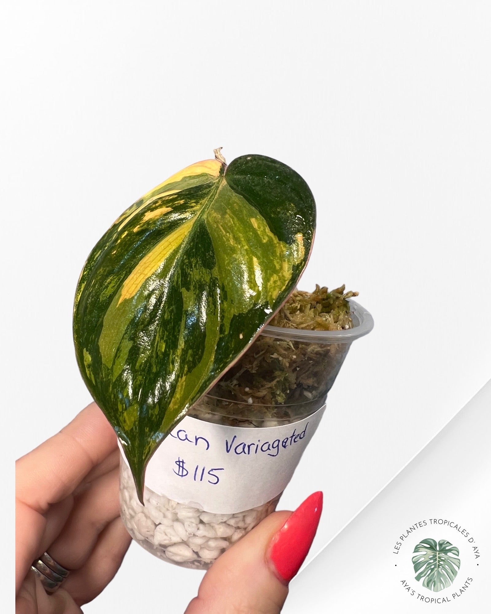 Philodendron Micans Variagated-40