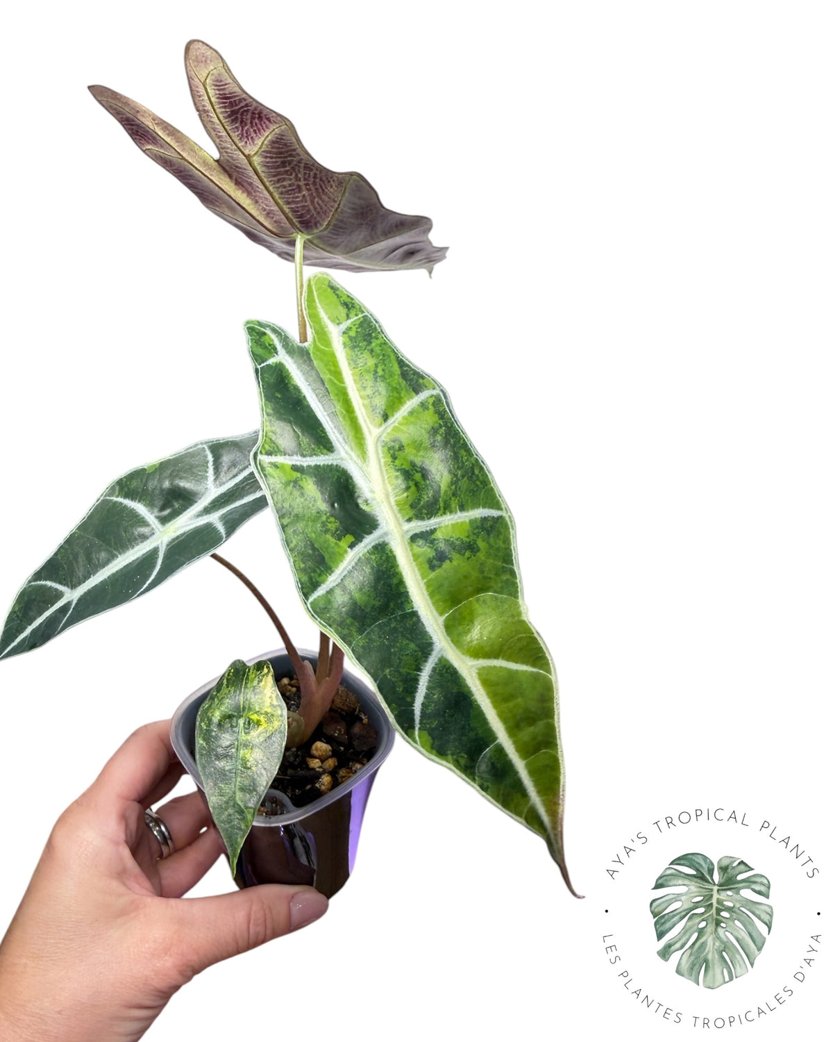 Alocasia Sanderiana ‘Bull’ Aurea Variegated