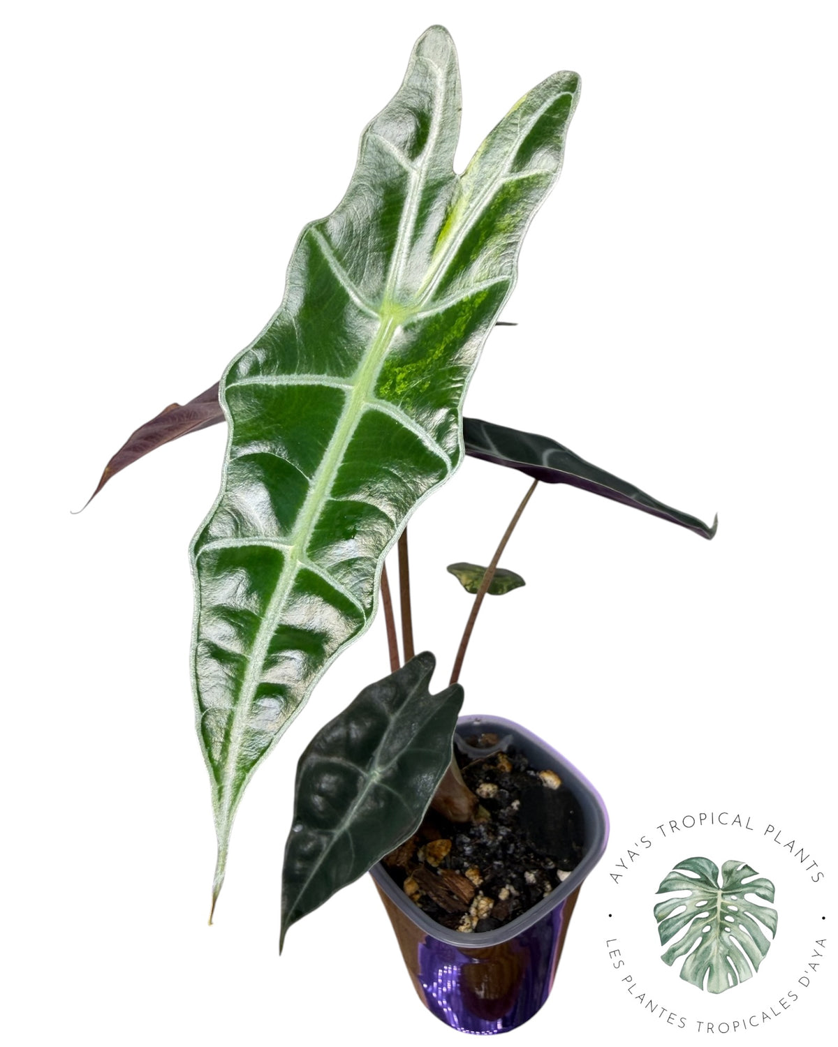 Alocasia Sanderiana ‘Bull’ Aurea Variegated