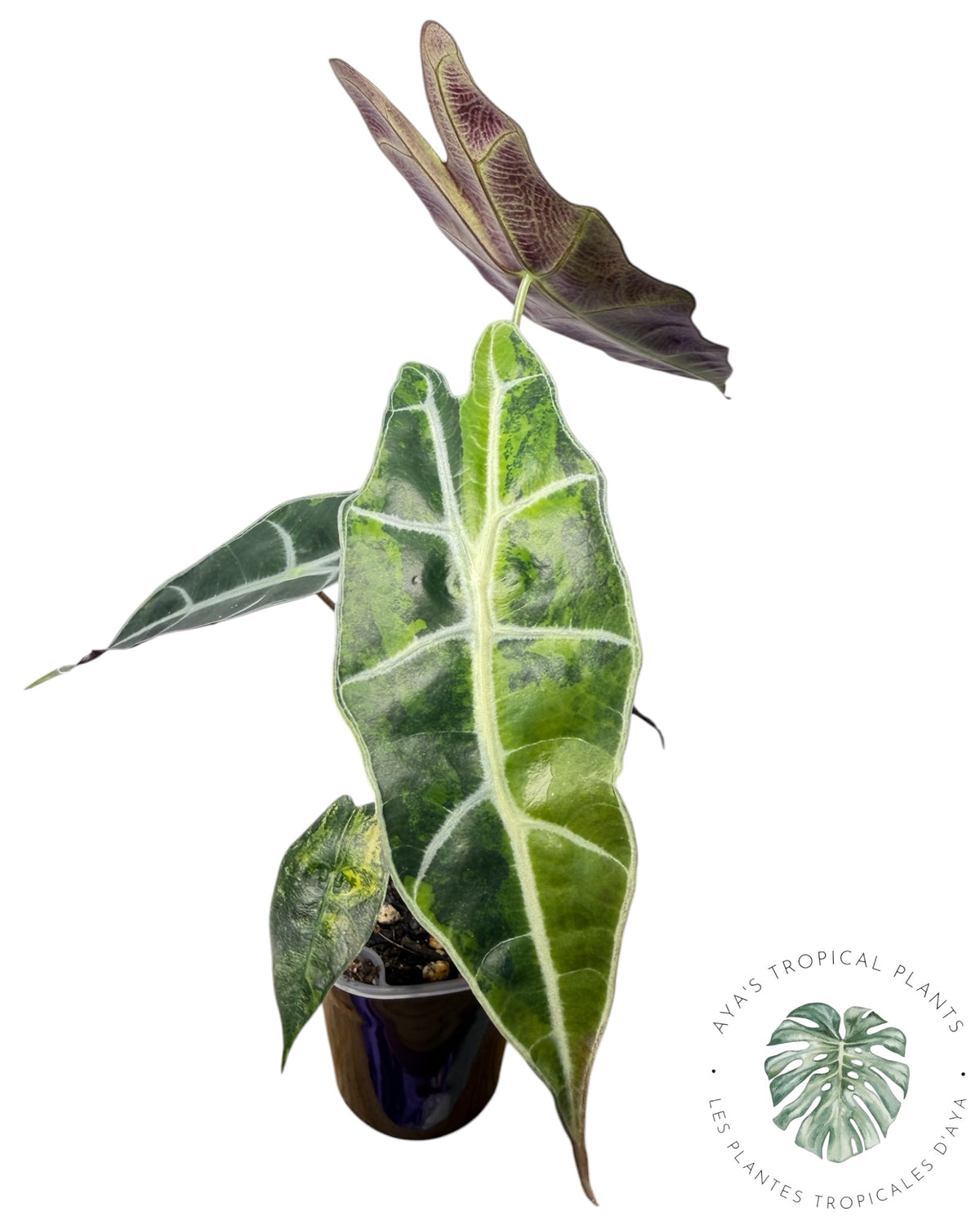 Alocasia Sanderiana ‘Bull’ Aurea Variegated