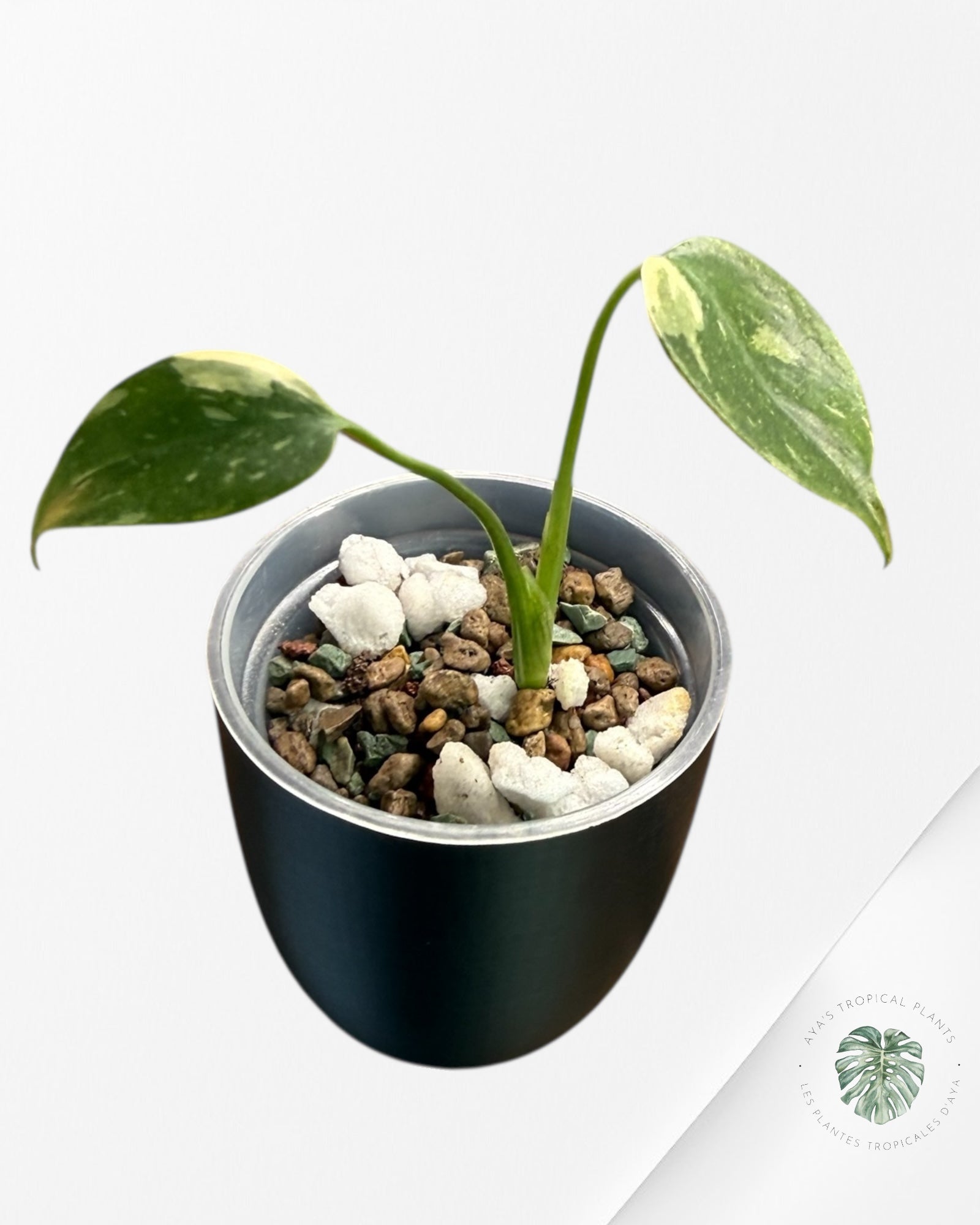 Monstera Thai Constellation Creme Brûlée