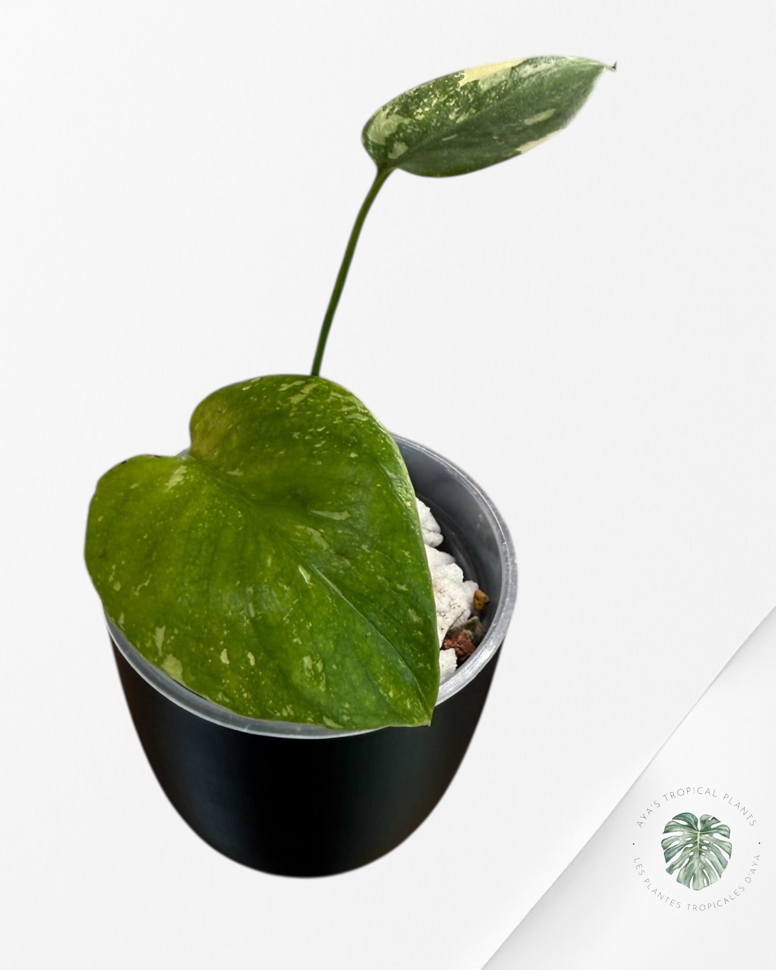 Monstera Thai Constellation Creme Brûlée