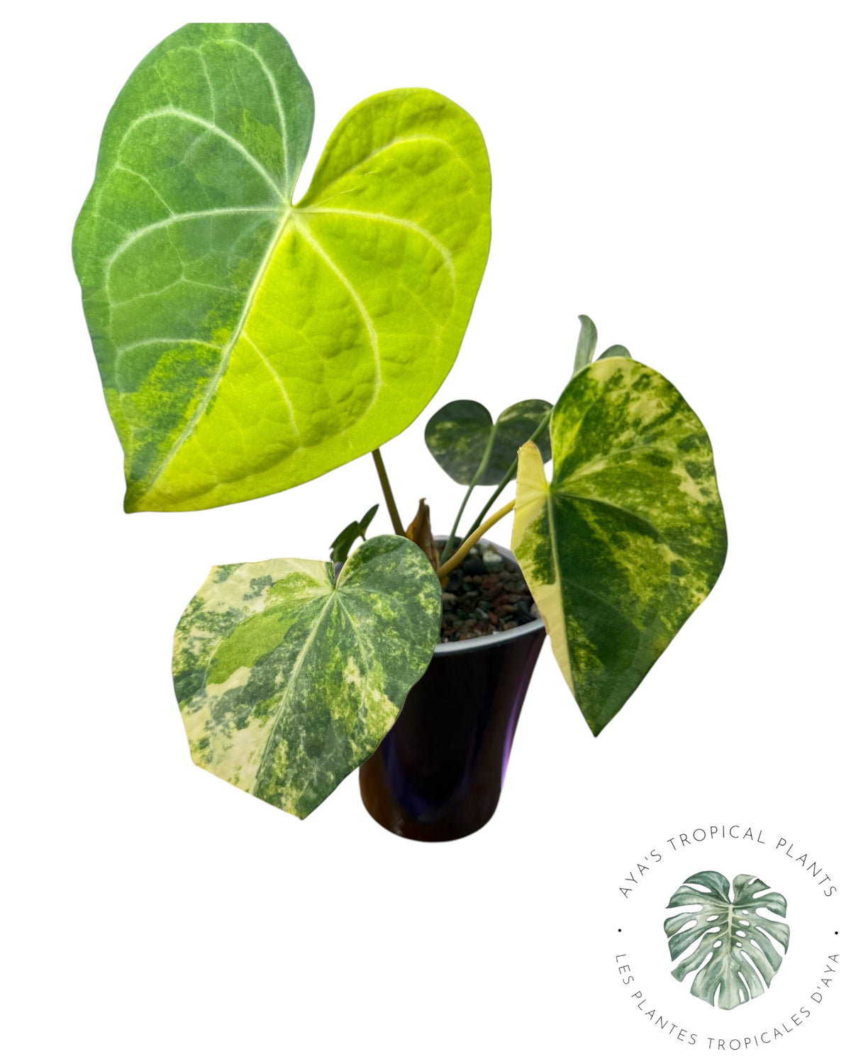 Anthurium Clarinervium Aurea Variegated