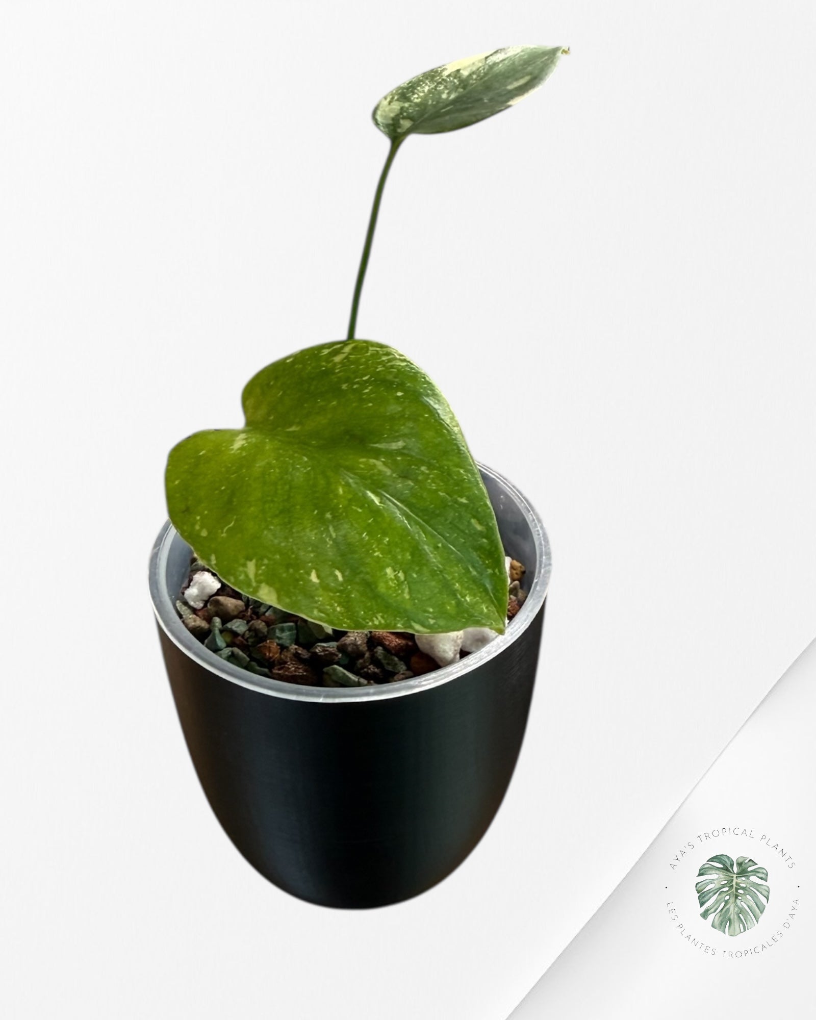 Monstera Thai Constellation Creme Brûlée