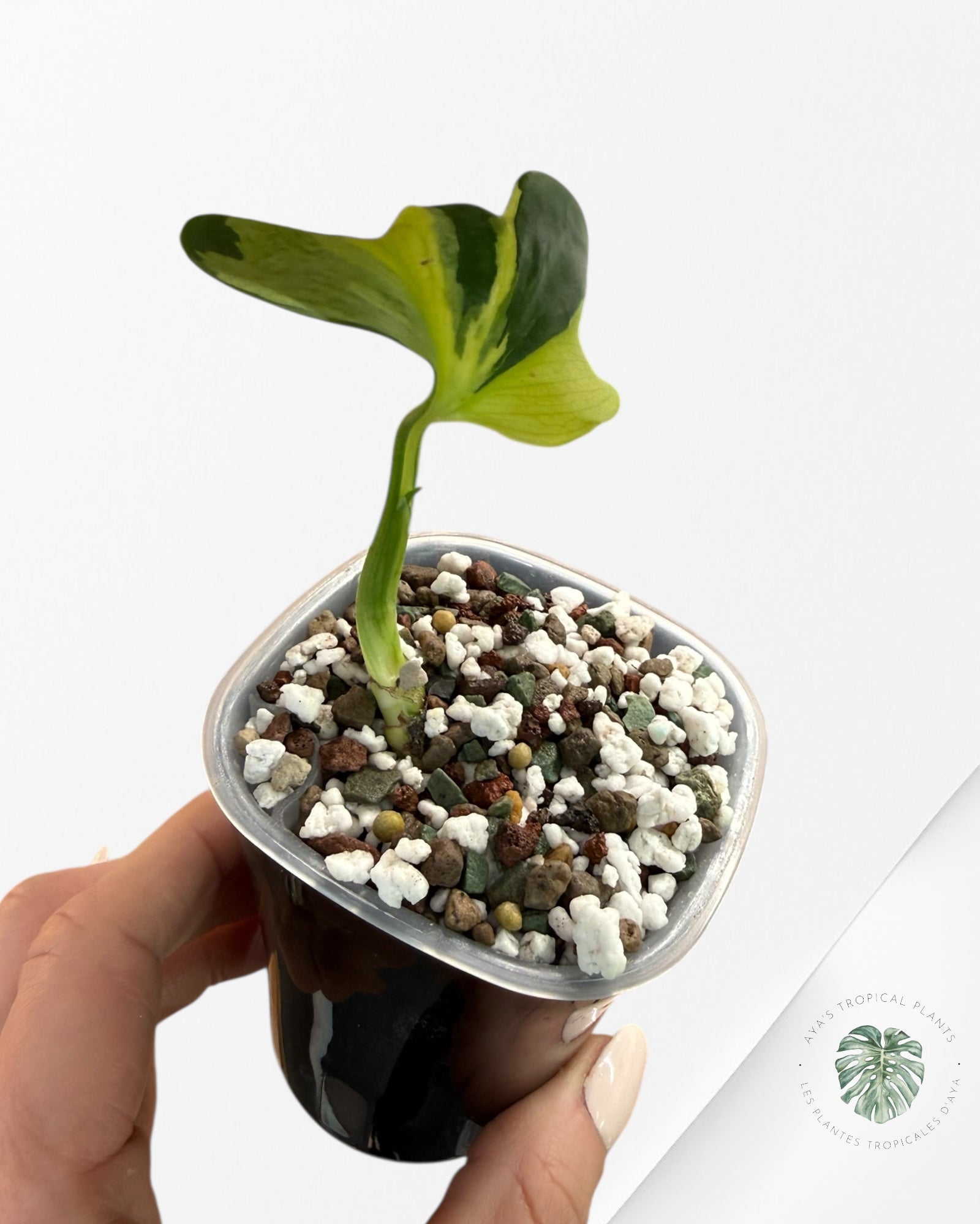 Monstera Deliciosa Electrolyte