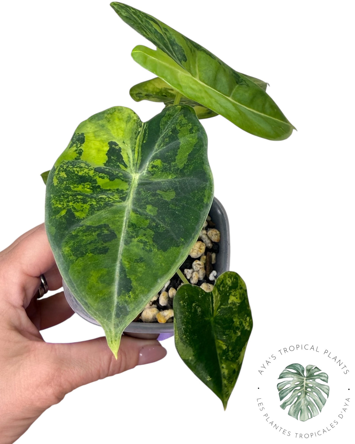 Alocasia Frydek Aurea Variegated