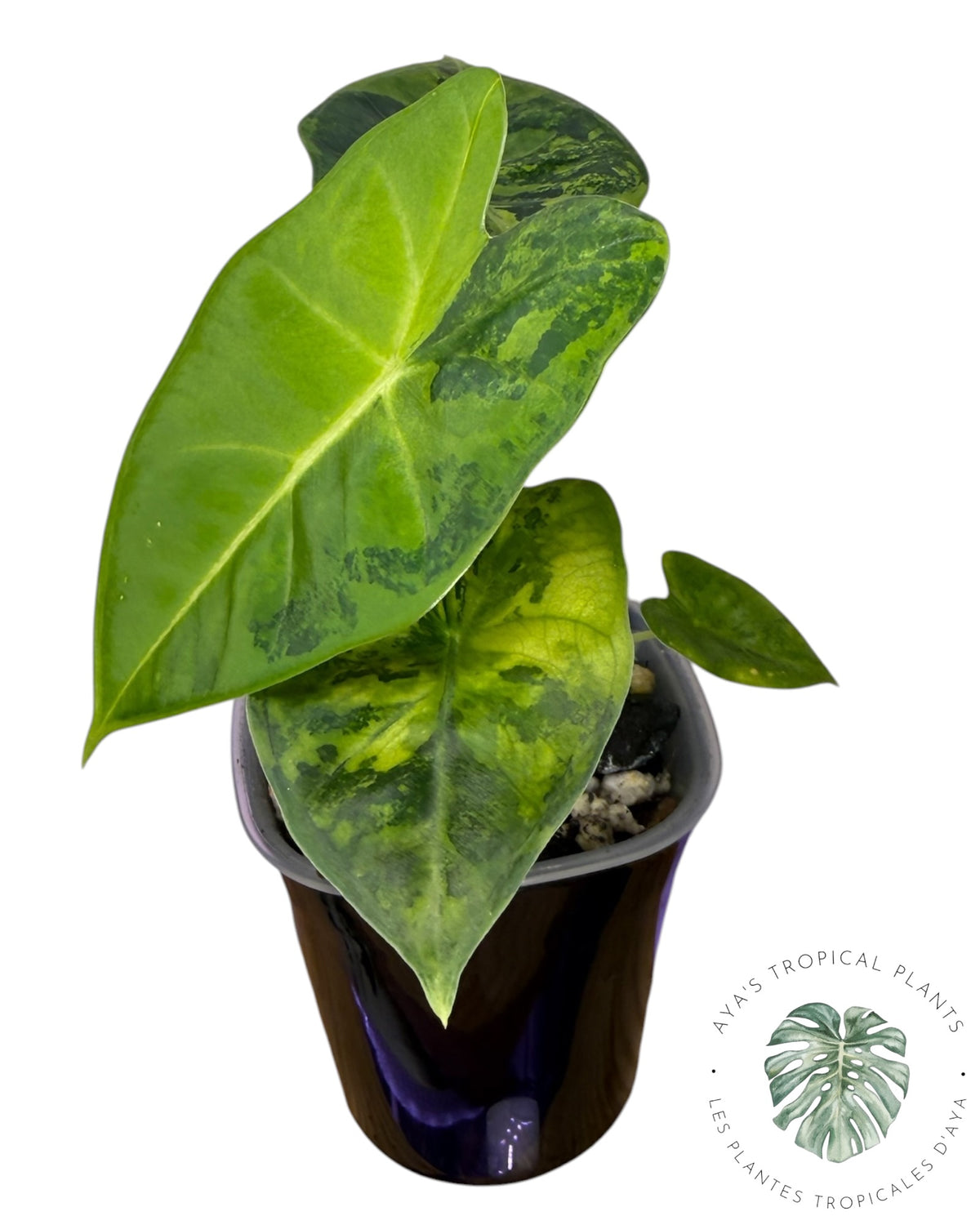 Alocasia Frydek Aurea Variegated