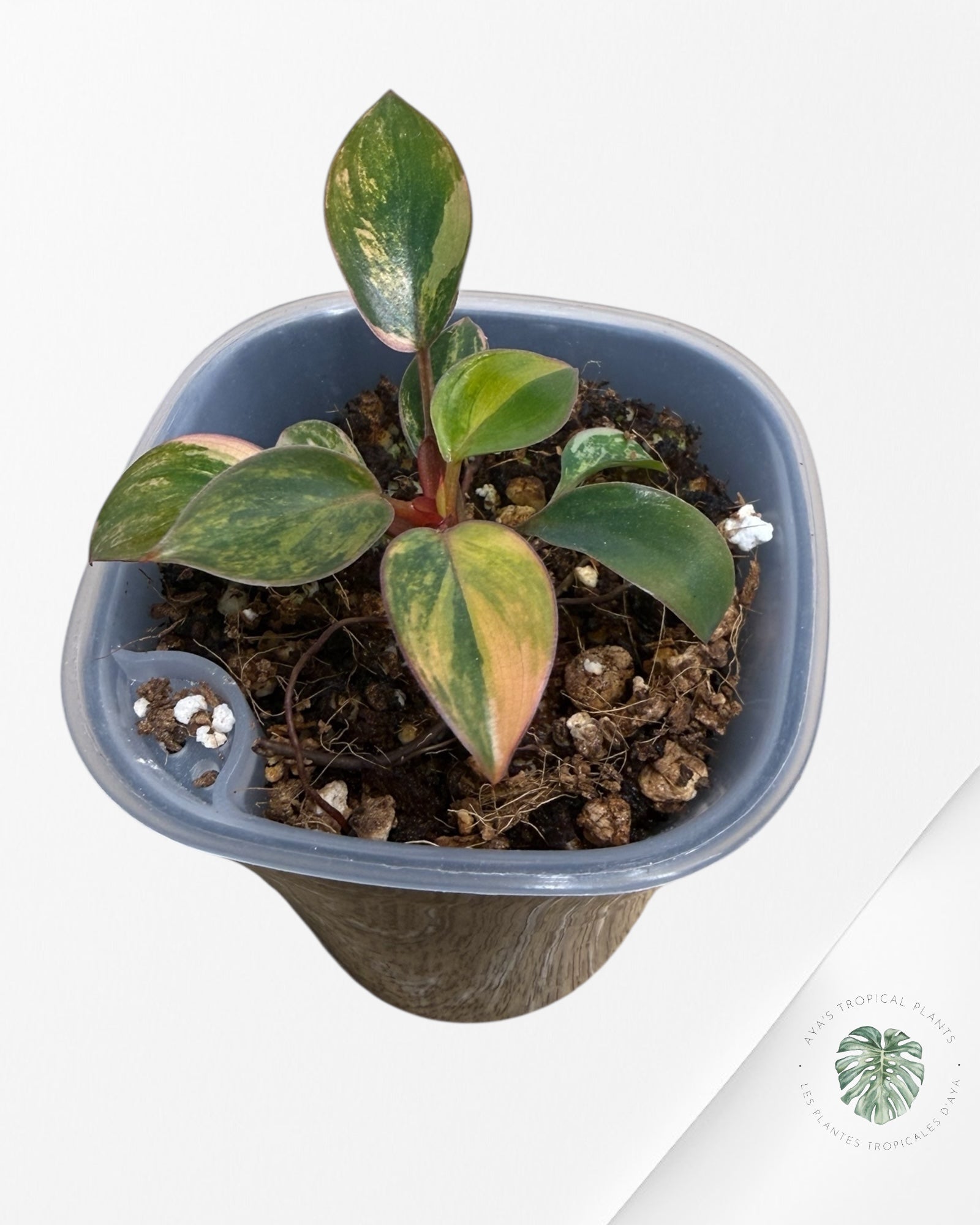 Philodendron Red Congo Variegated