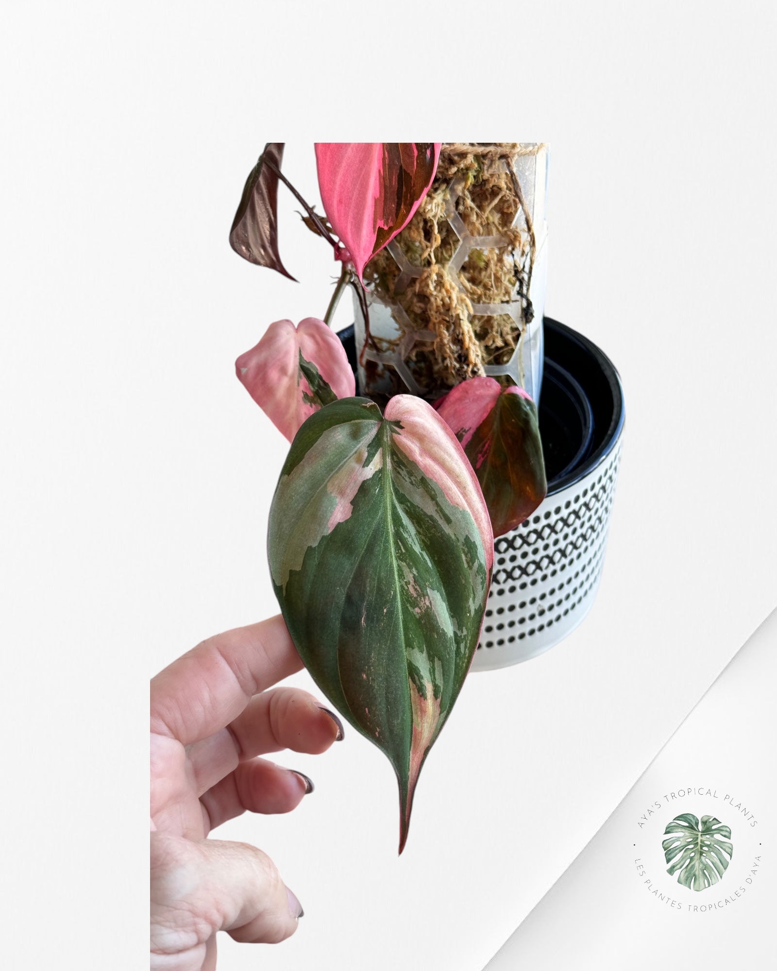 Monstera Borsigiana Albo-JA09