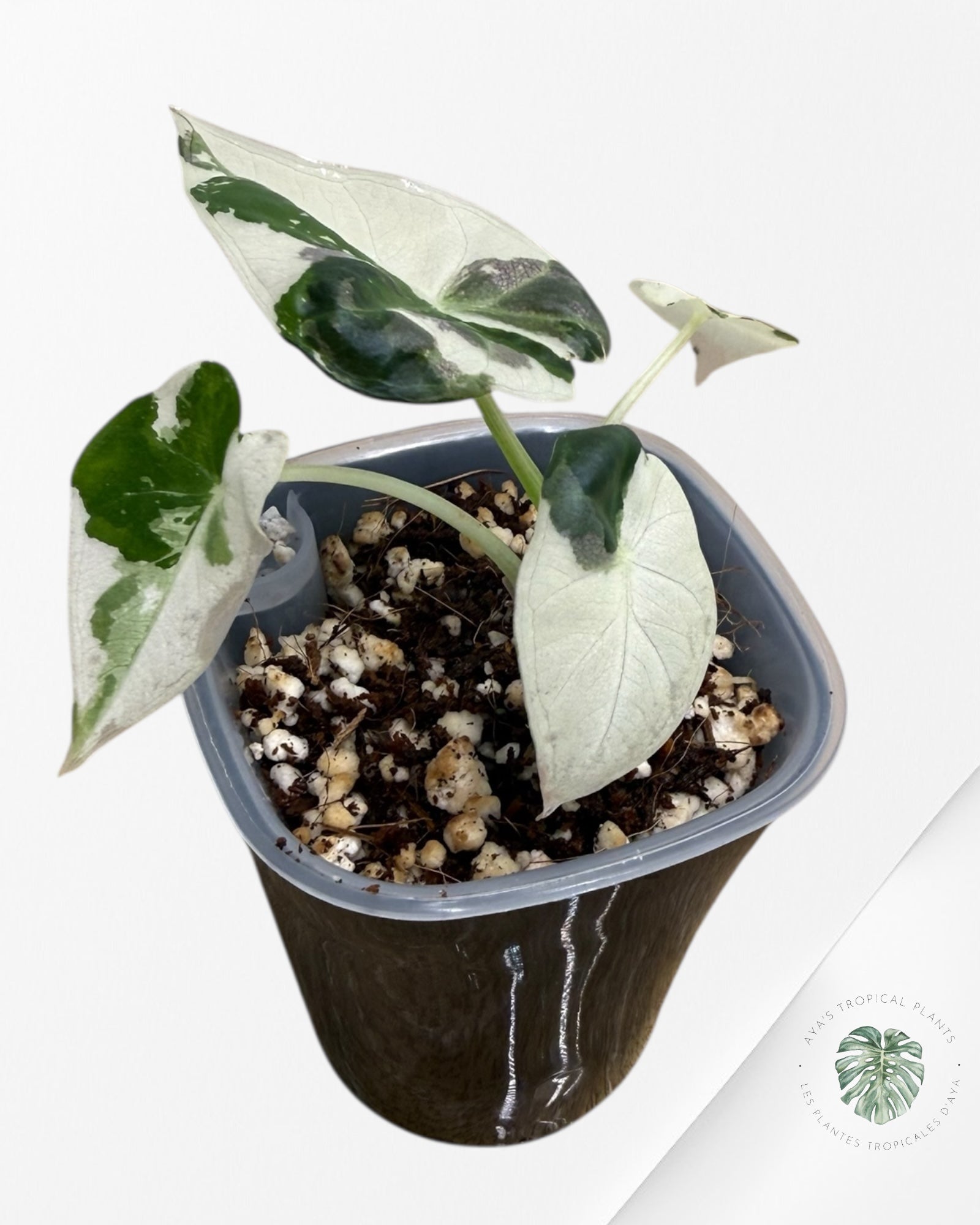 Alocasia Regal Shield Albo