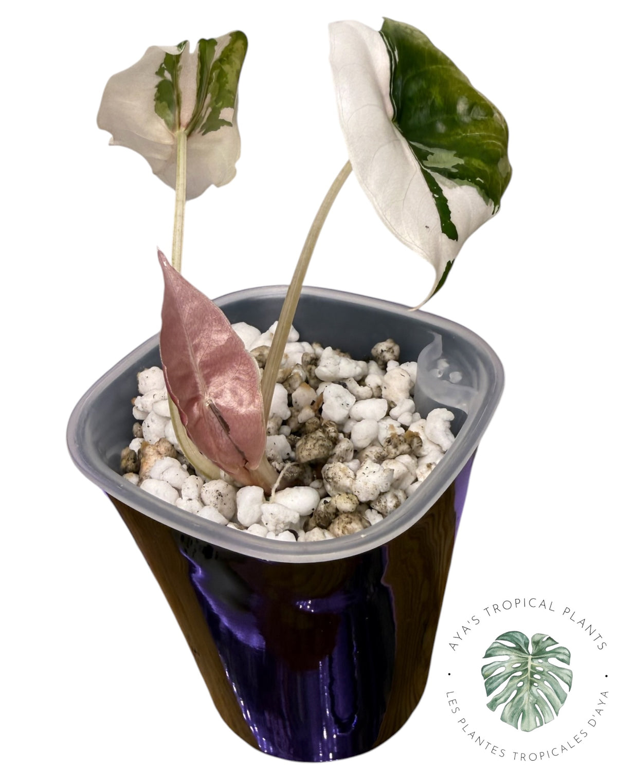 Alocasia Chantrieri Pink Variegated