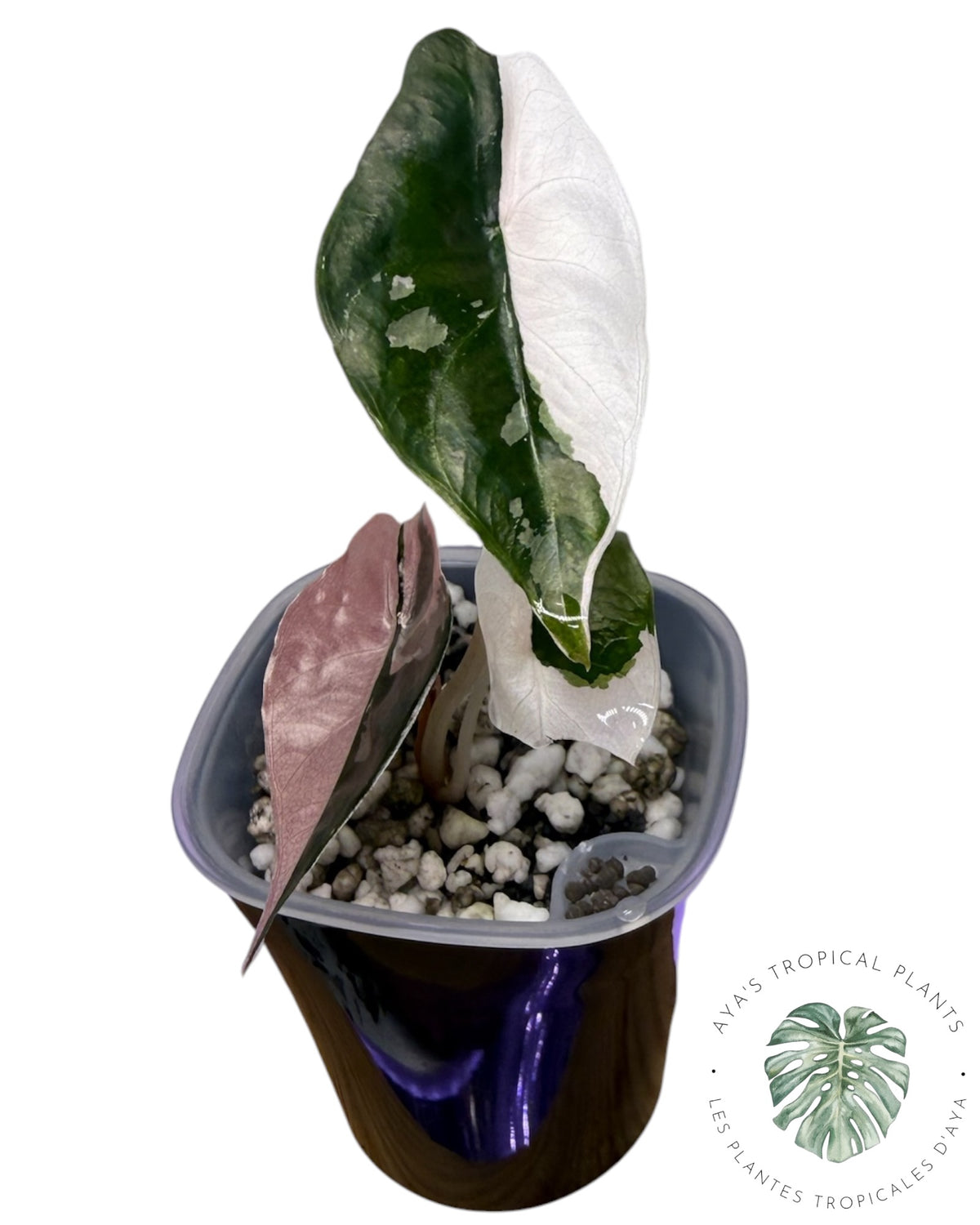 Alocasia Chantrieri panaché rose