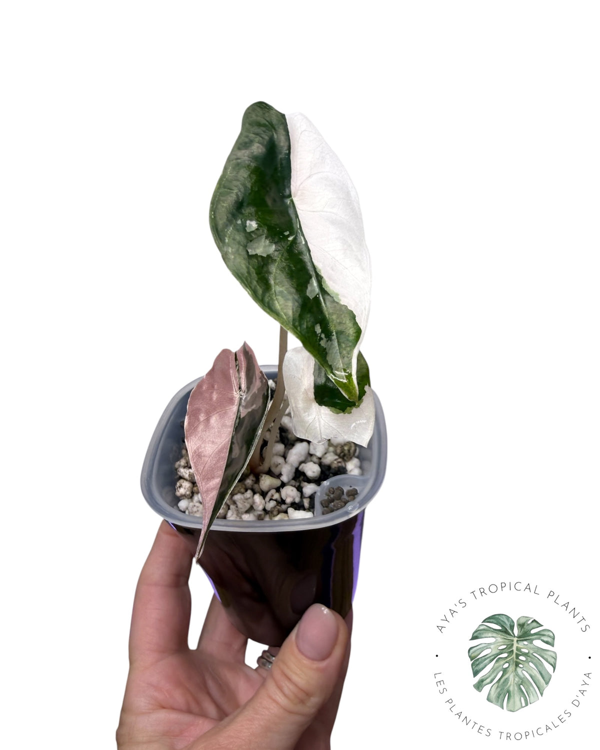 Alocasia Chantrieri panaché rose