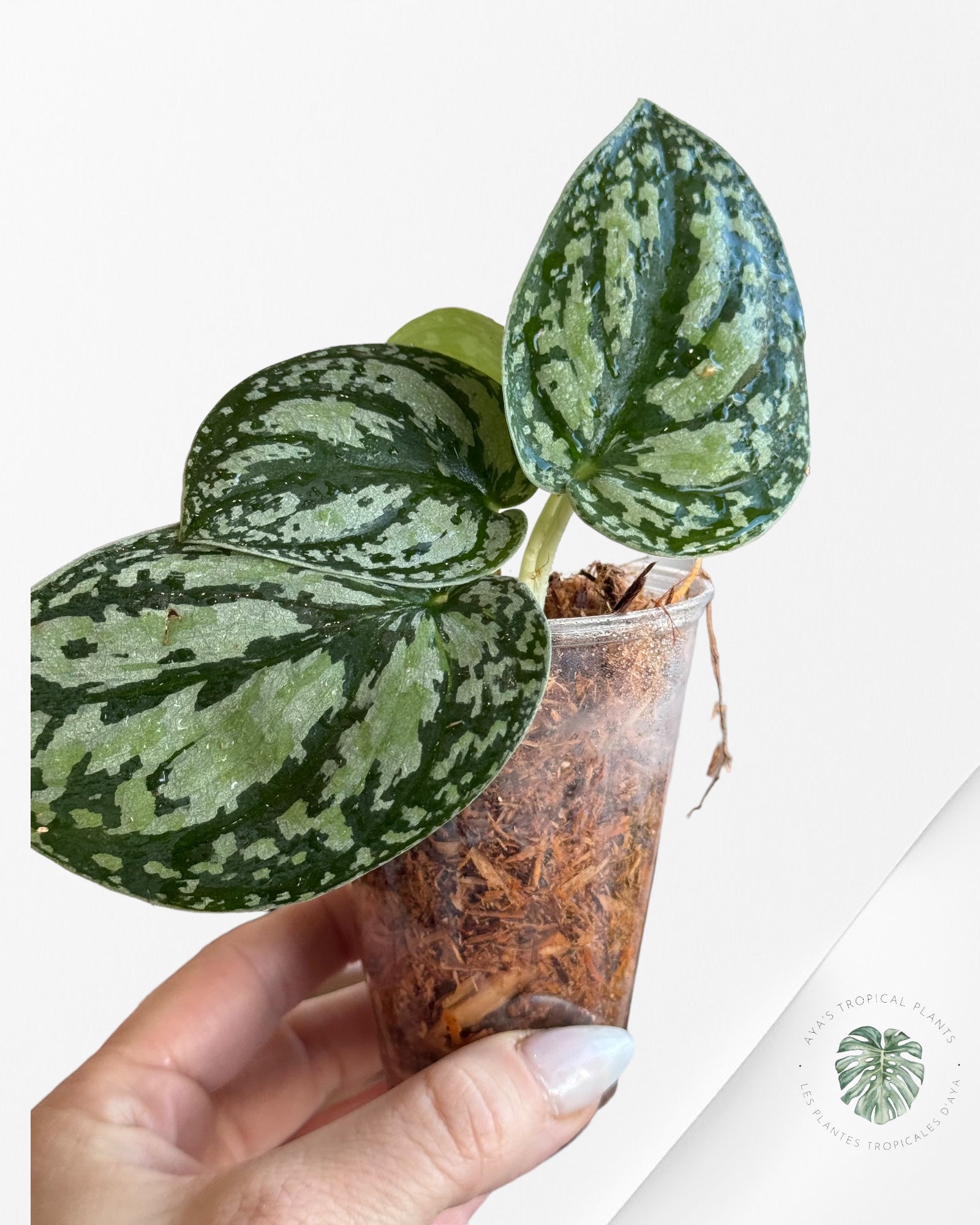Philodendron Rouge Anderson