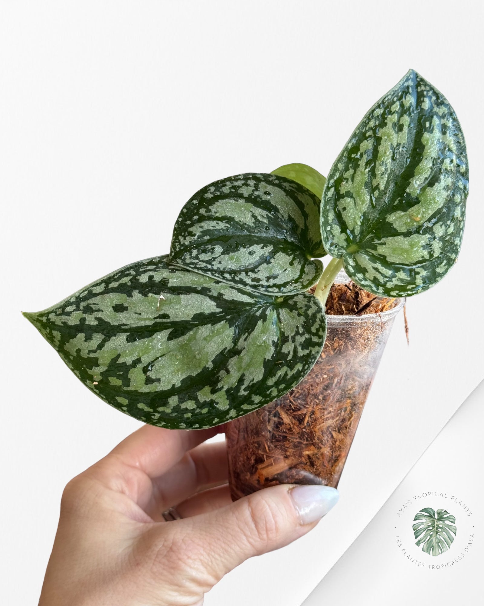 Philodendron Rouge Anderson