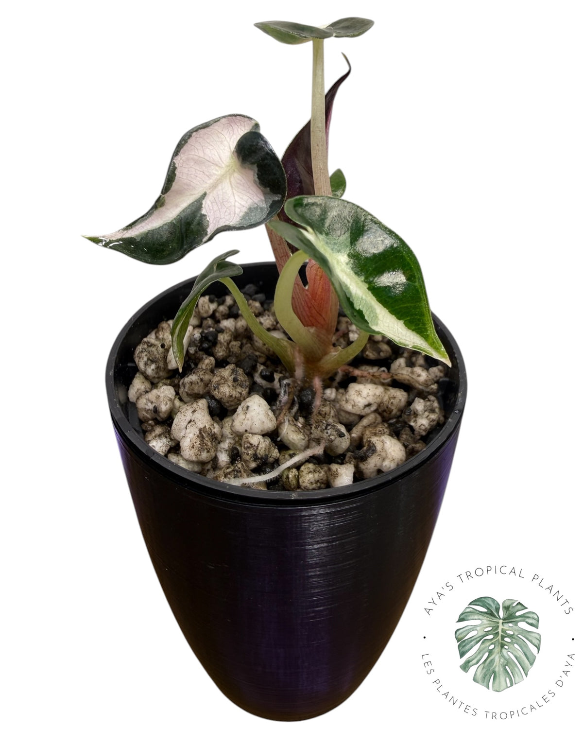 Alocasia Bambino Lava Panaché