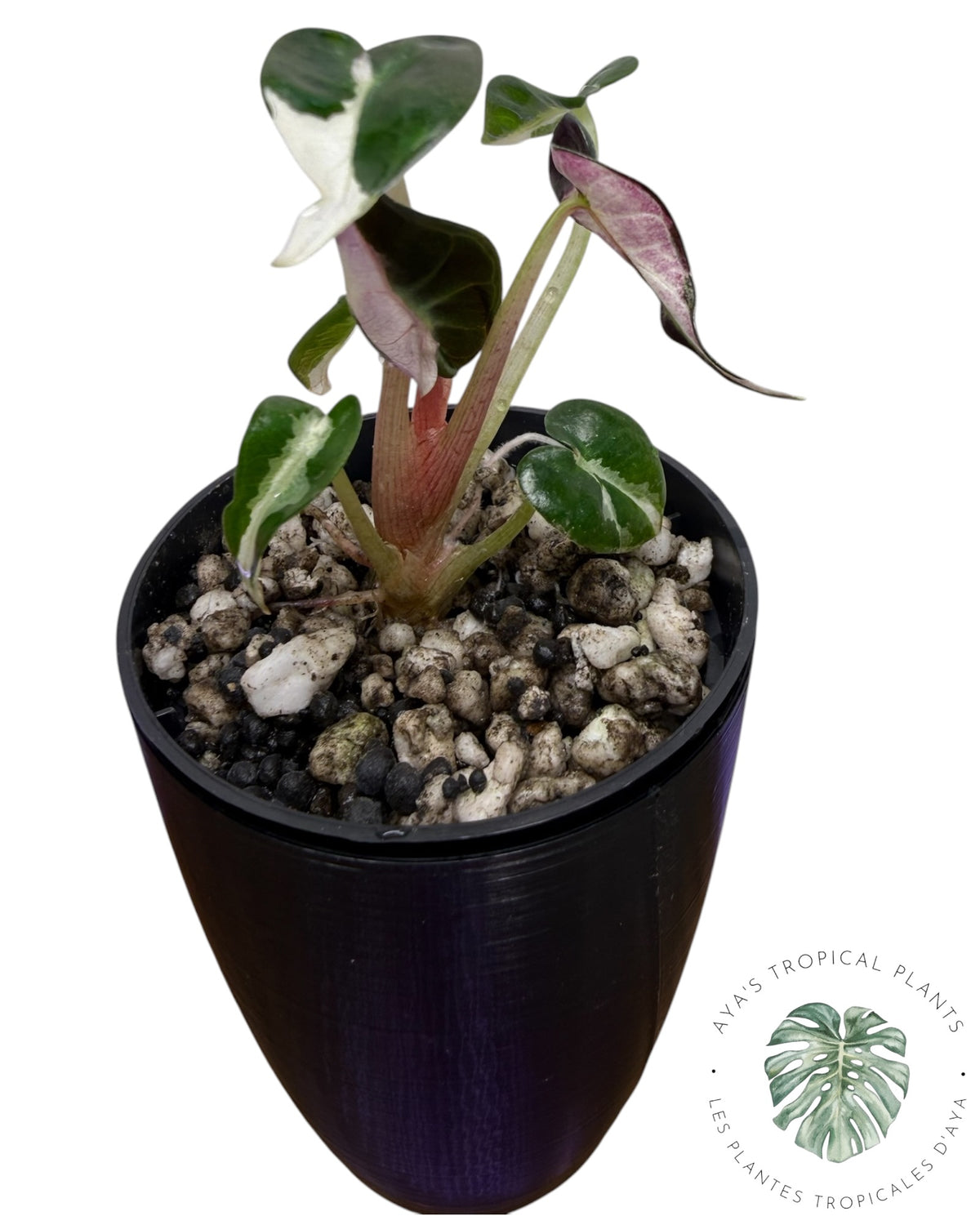 Alocasia Bambino Lava Panaché