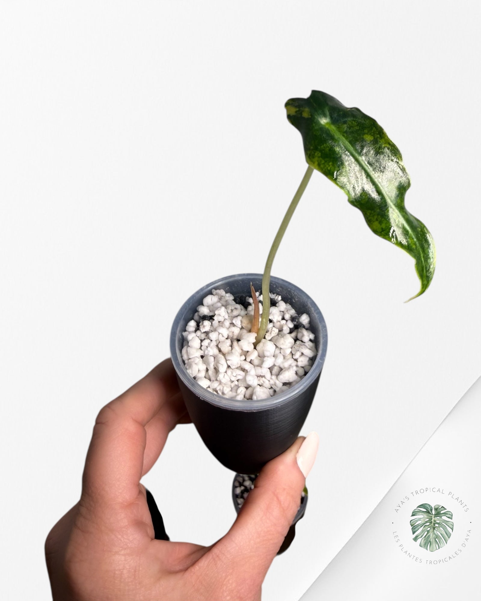 Alocasia Sanderiana ‘Bull’ Aurea Variegated