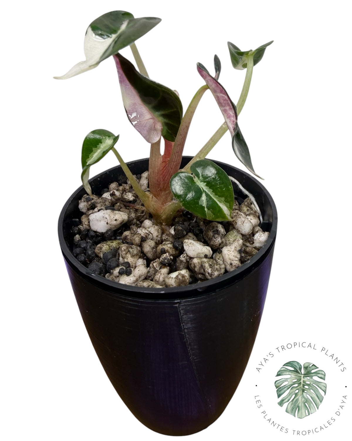 Alocasia Bambino Lava Panaché